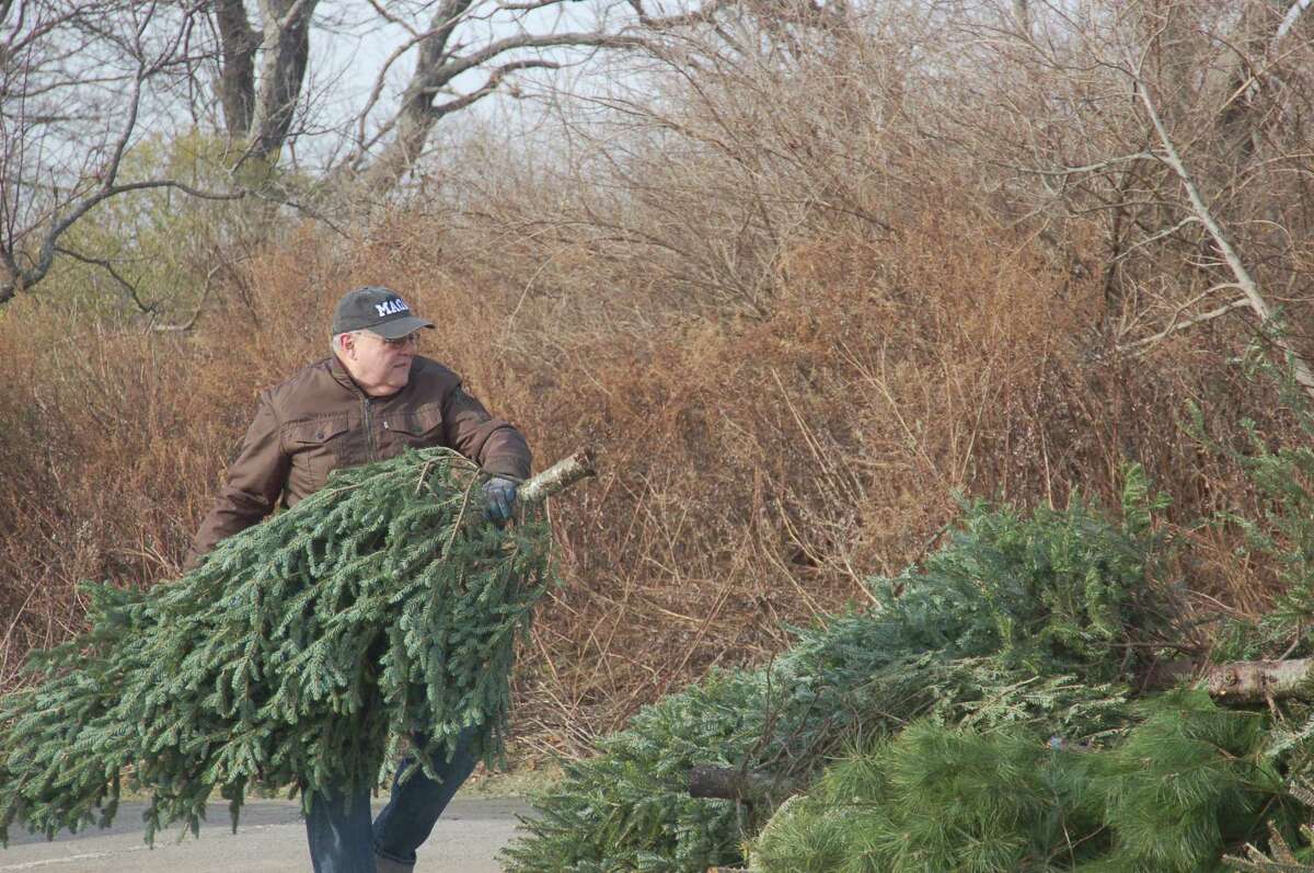 Town resident Ralph DeVito drops off his own tree at Greenwich Point last year. DeVito said at the time he had hoped to set a record by dropping his brother’s tree off for recycling on the morning of Christmas Eve but sadly found someone had already beaten him to it.