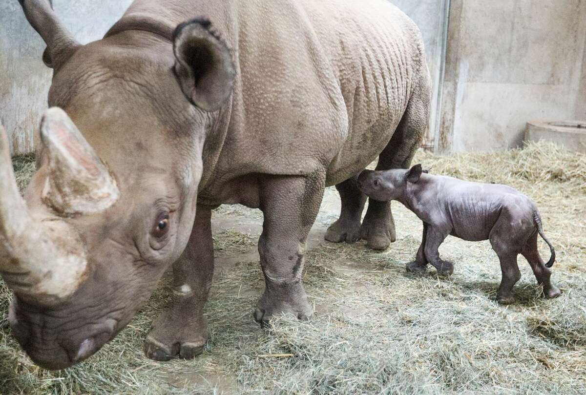 A black rhino calf was born on Dec. 24, 2019, at Potter Park Zoo in Lansing. Doppsee, the zoo’s 12-year-old female black rhino, gave birth to her first calf, a male. It was also the first black rhino born in the 100-year history of the zoo.