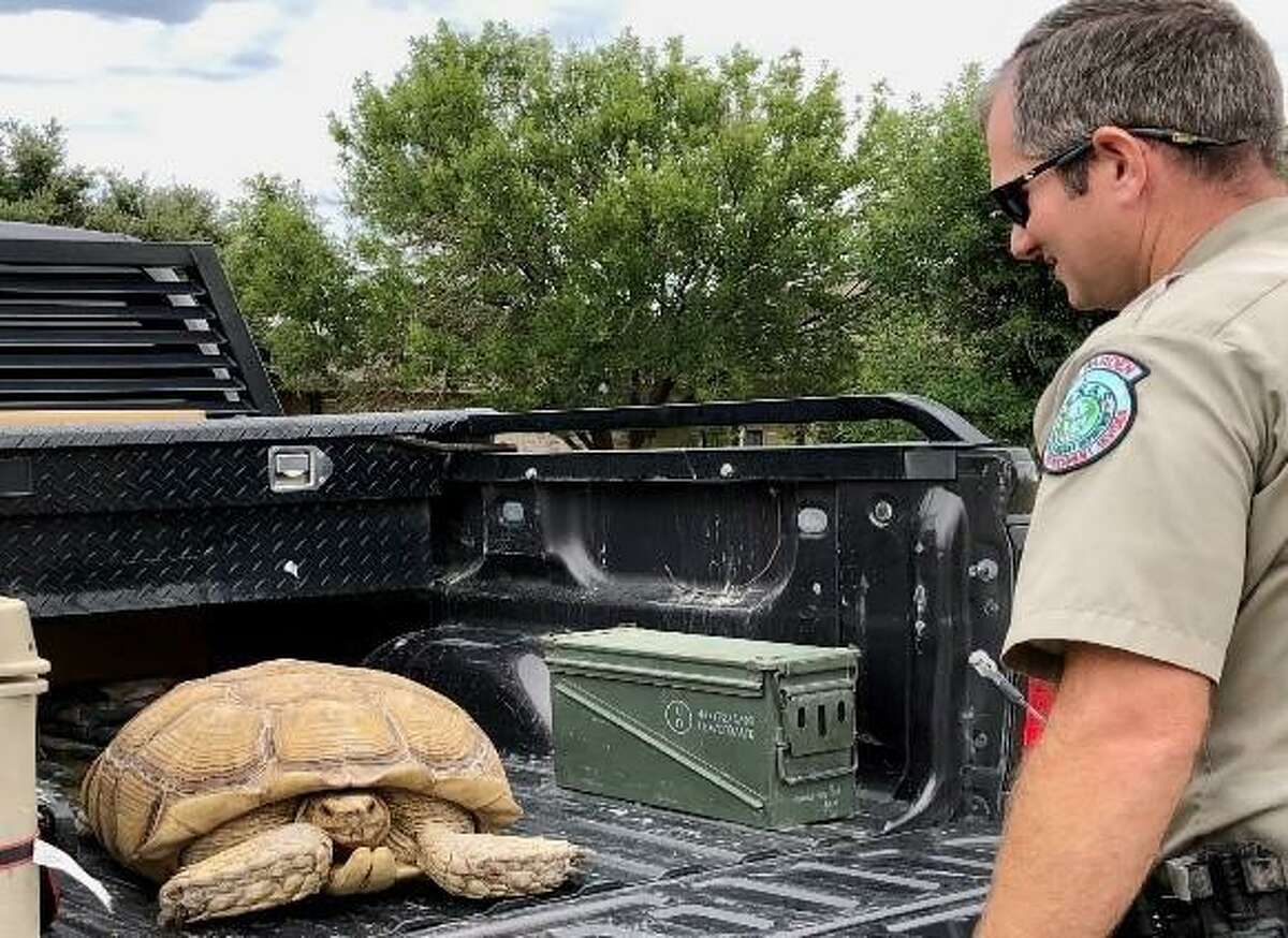 After receiving a call about a big turtle in the middle of a highway, a Schleicher County game warden discovered a sulcata tortoise that had busted out of its enclosure and returned it to its owner.