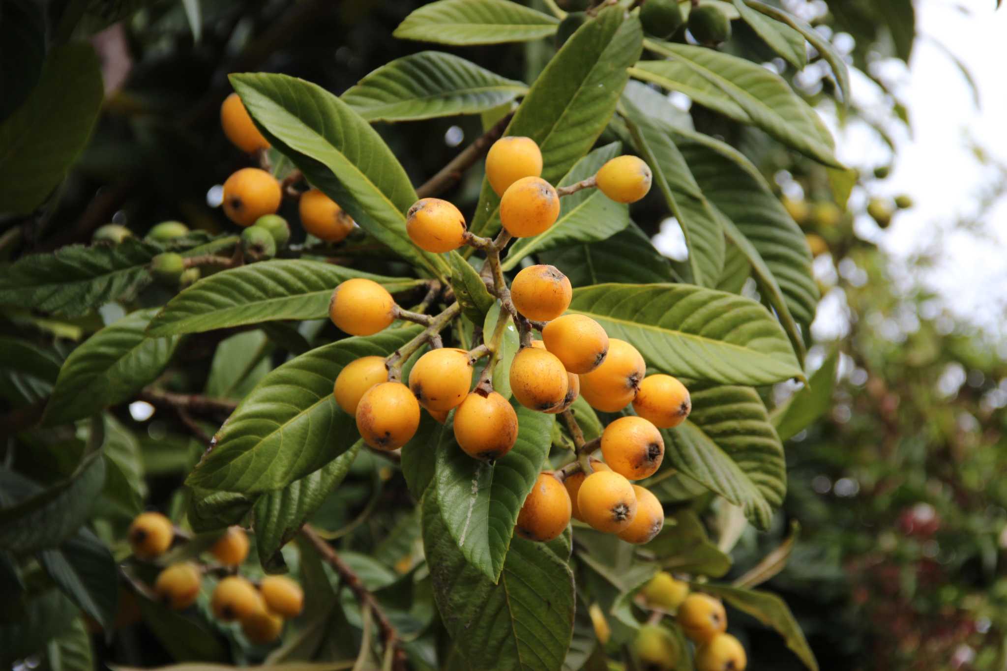 can dogs eat loquat fruit