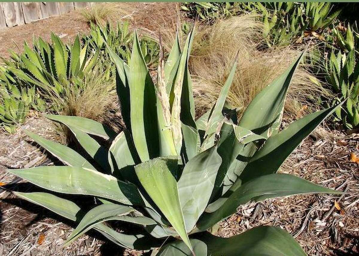 Agave snout weevil: The nemesis of century plants everywhere