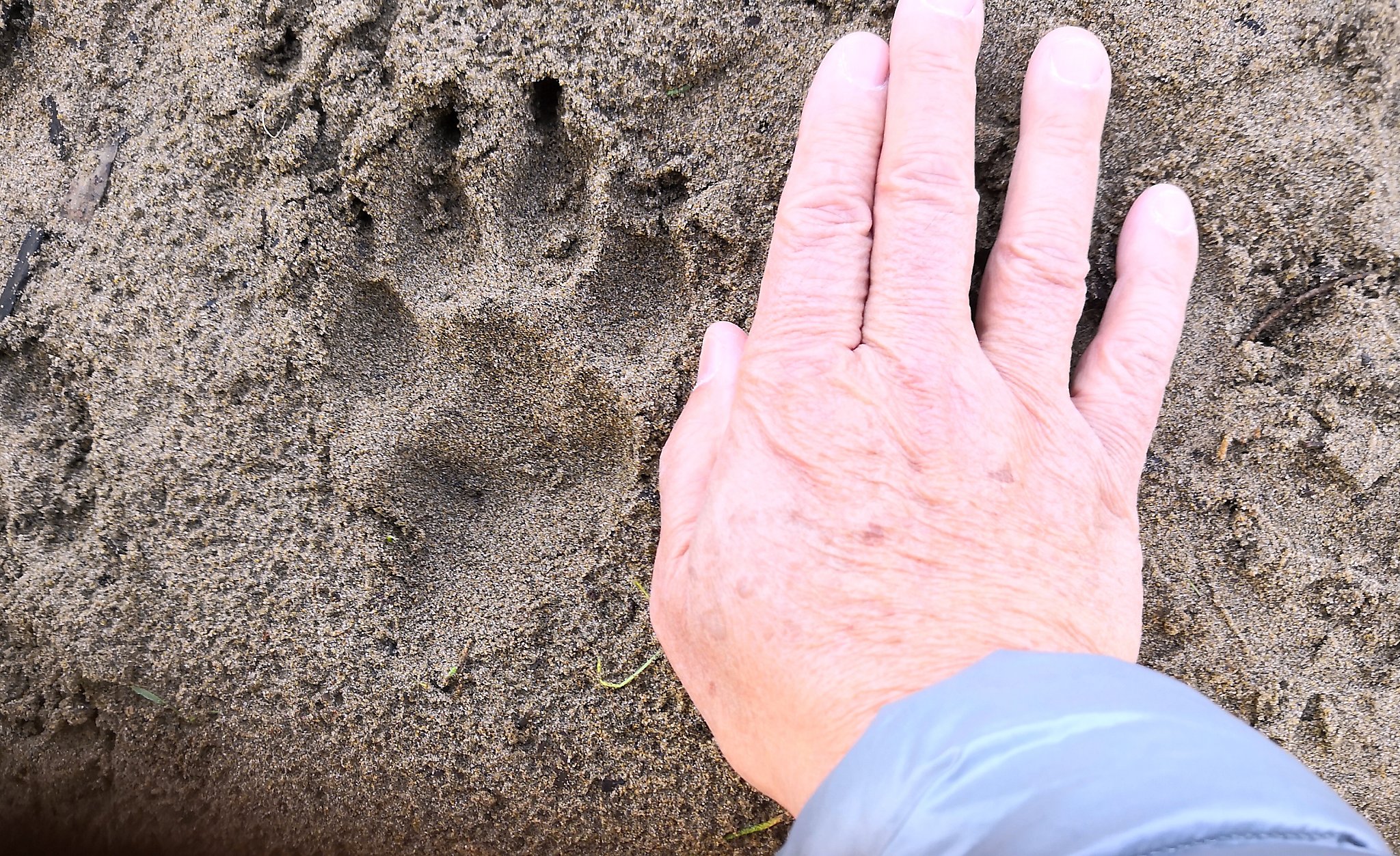 Mystery tracks in SF Presidio set off lion alarm ...