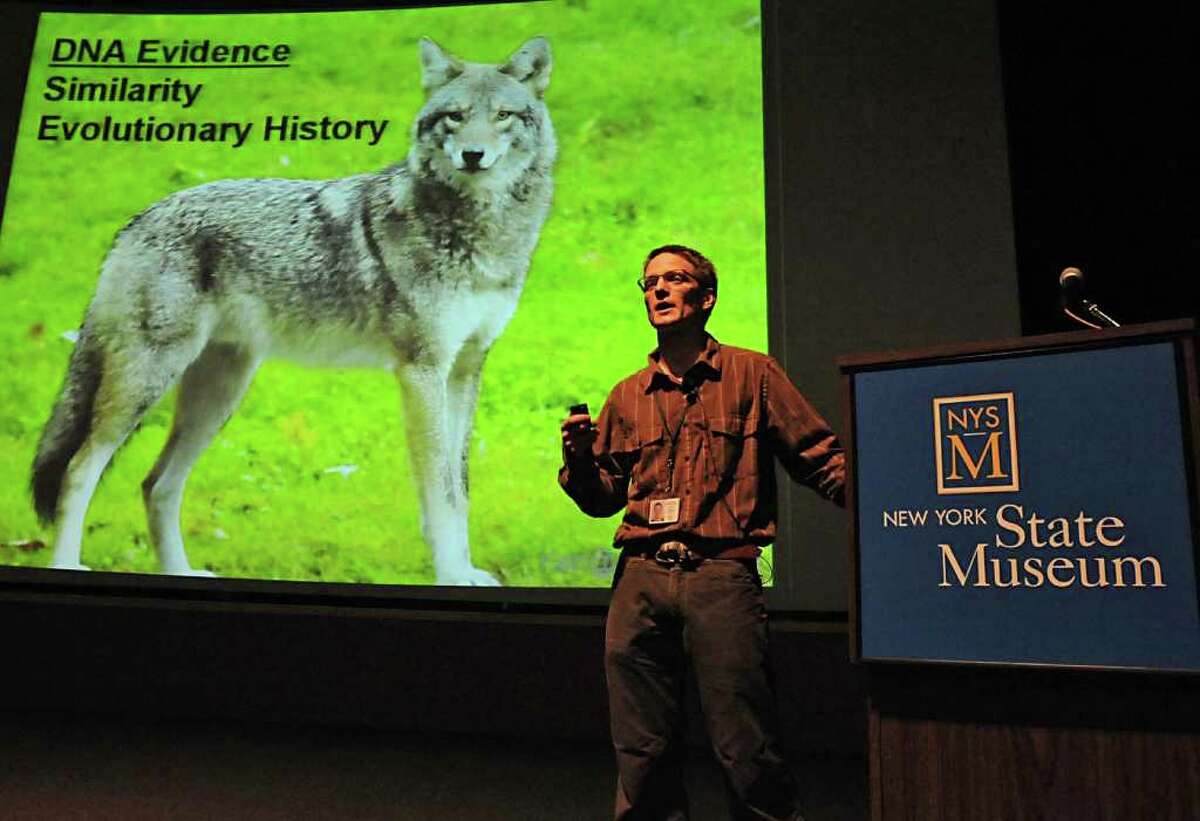 Roland Kays, curator of mammals, talks about his study and radio collaring of coyotes in local suburbs, as well as ongoing research into fishers, foxes and other new predator arrivals and the impact on prey like squirrels and on humans, at the State Museum in Albany, NY on August 10, 2010. (Lori Van Buren / Times Union)