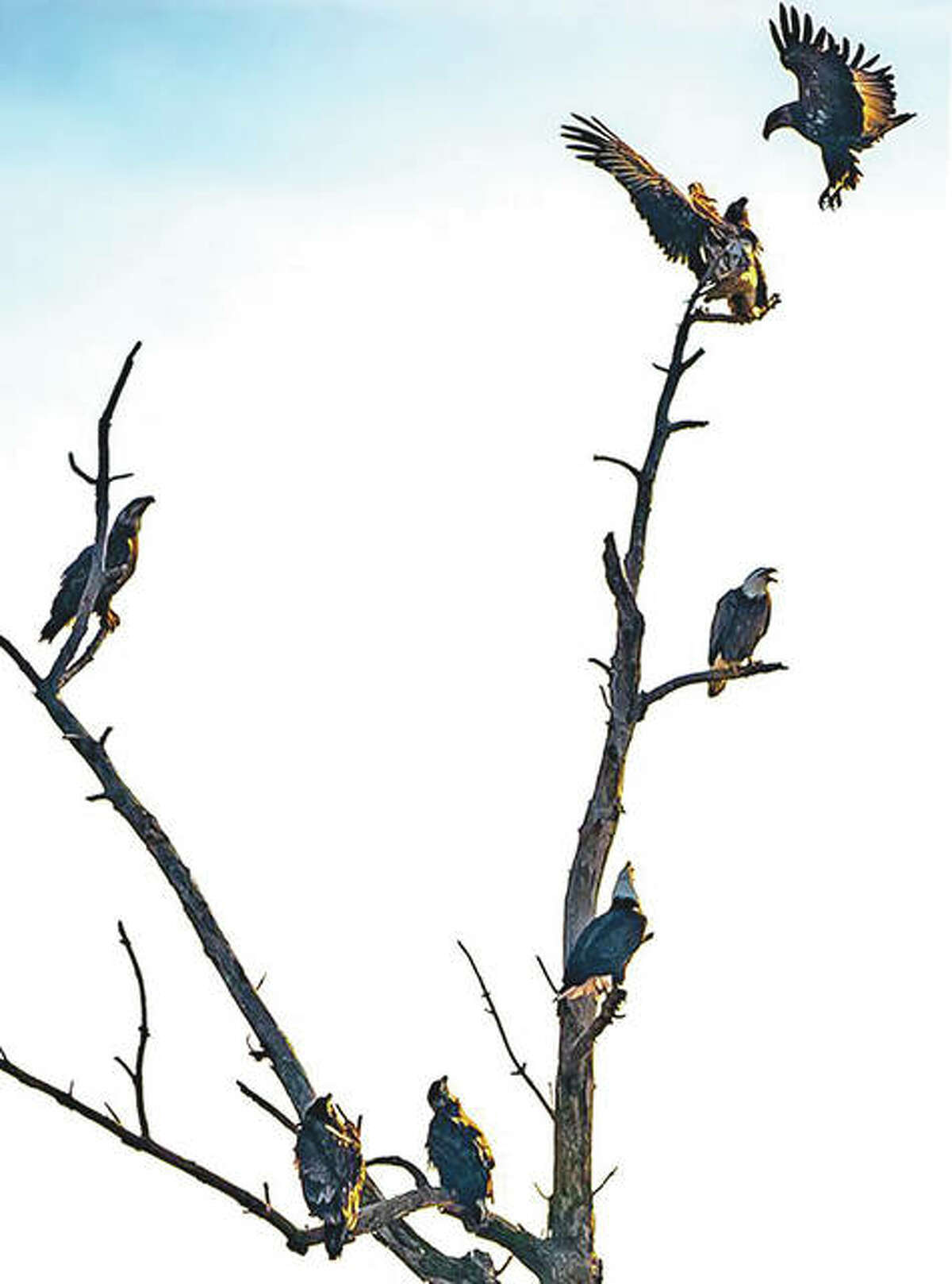 Eagles fill a tree in the Riverlands Migratory Bird Sanctuary last year.