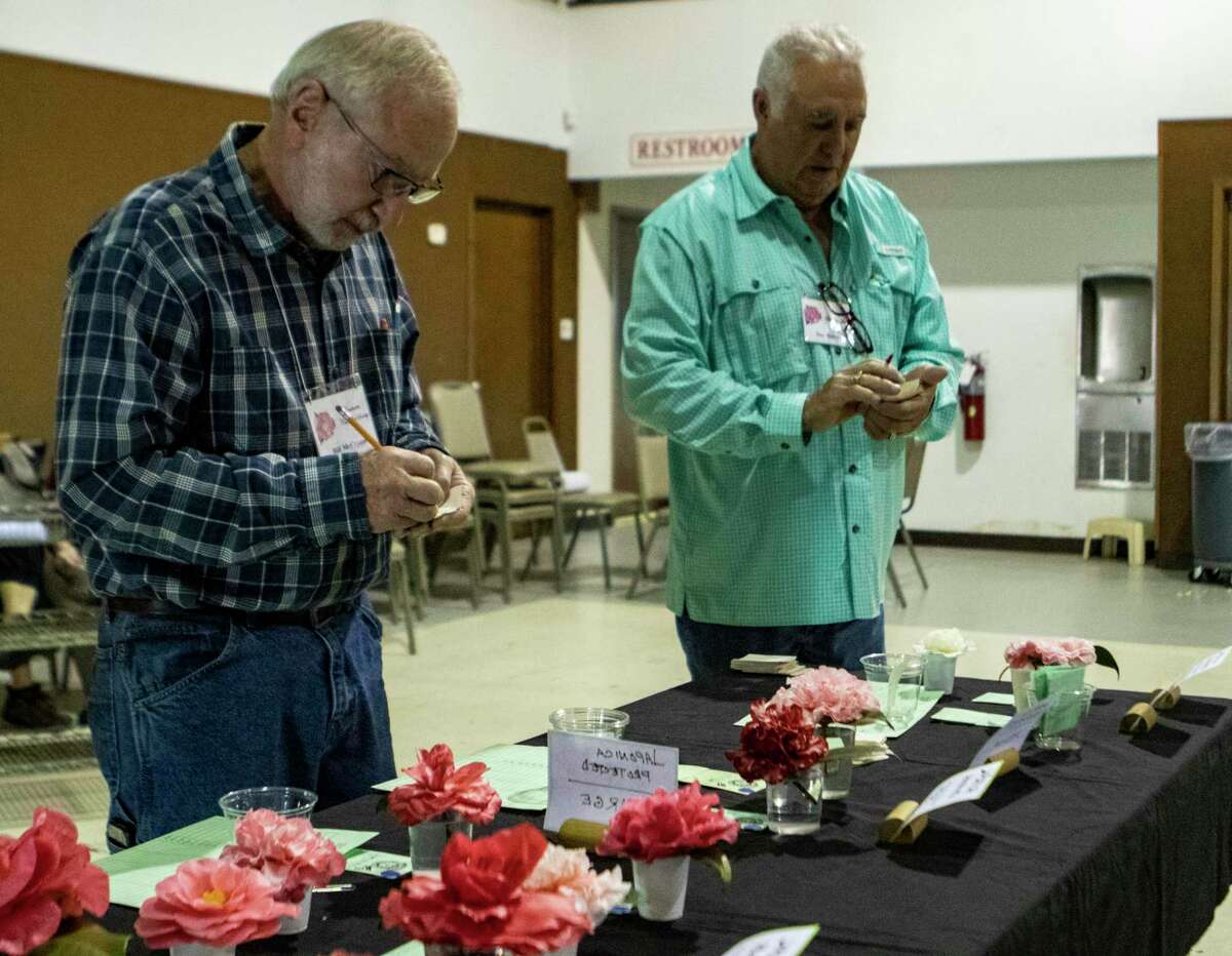 Bill McCranor, left, and Don Marcotte judge a line of Camellias during the Coushatta Camellia Society Camellia Show on Saturday, Jan. 12, 2019 at First Christian Church in Conroe.