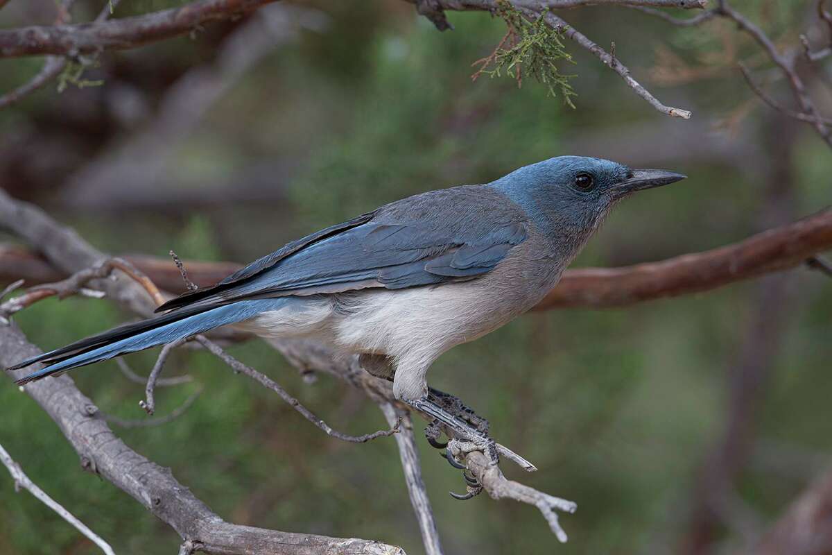 Winter birds of Big Bend National Park
