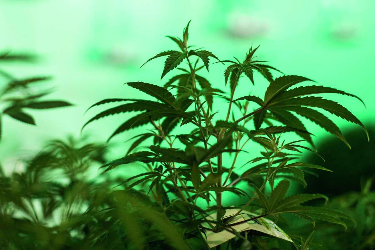 Close-up of marijuana plants at Compassionate Cultivation, Wednesday, Feb. 28, 2018, in Austin. ( Marie D. De Jesus / Houston Chronicle )