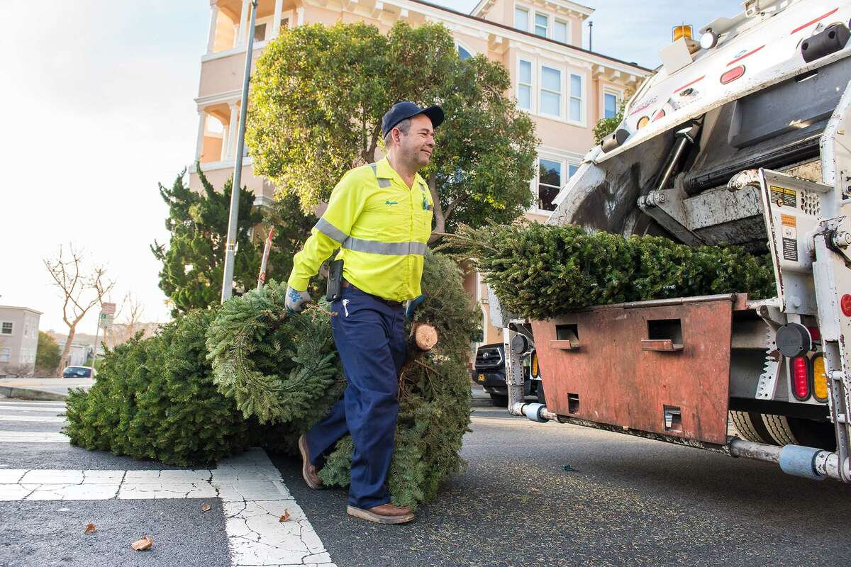 Recology driver Rogelio Gutierrez pulls Christmas trees across the street to his truck.