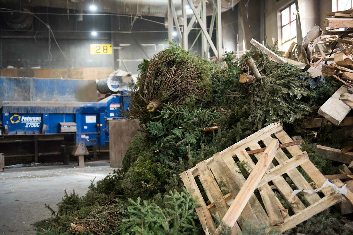 Here's what happens to SF's 500 tons of Christmas trees