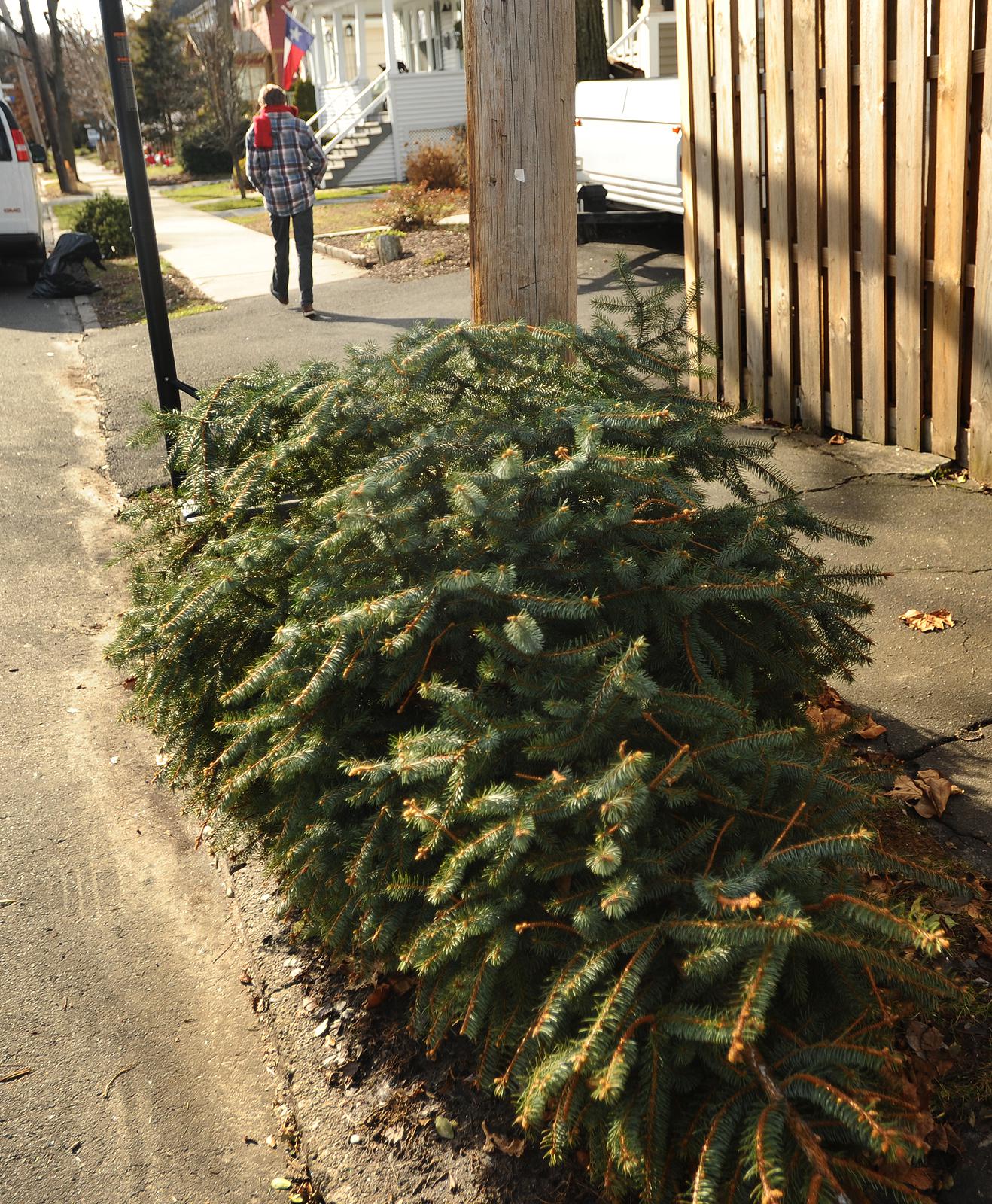 Christmas trees to be collected in Redding