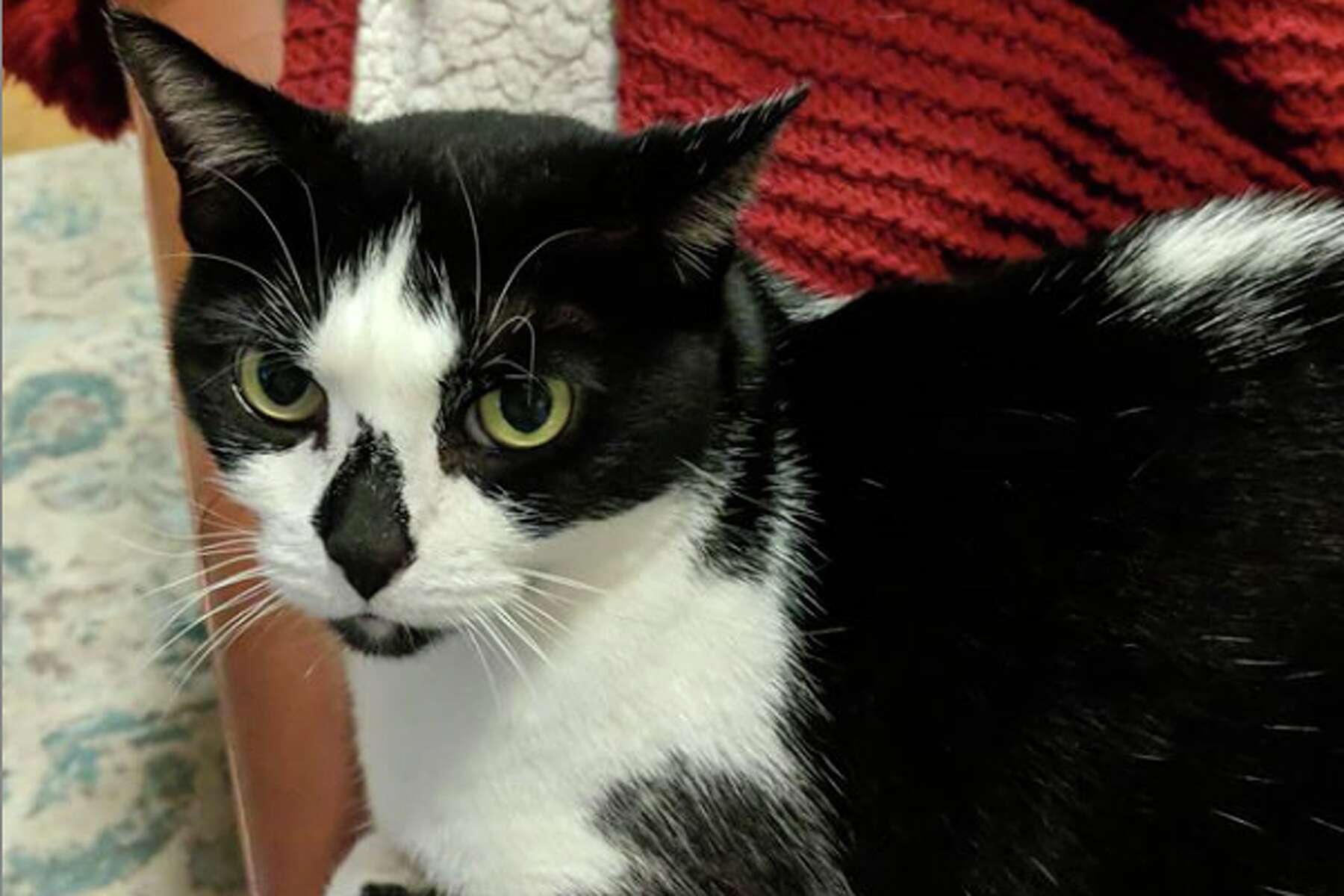 van ness auto feeder