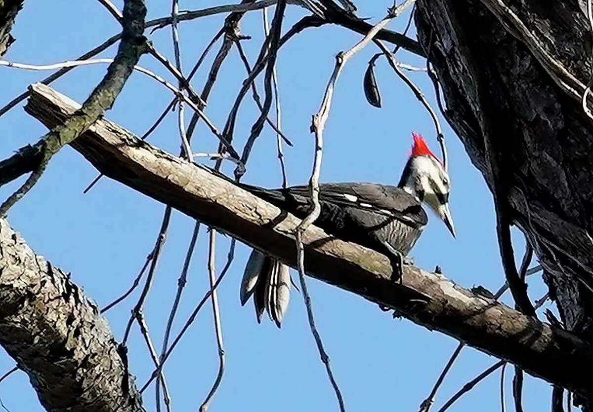 A pileated woodpecker sits in a tree at Jesse H Jones Park & Nature Center, 20634 Kenswick Dr., Saturday, Jan. 4, 2020, in Humble. Matthew Abernathy, assistant director, lead a bird walk. A bird walk is held at the park on the first Saturday of the month from September through April.