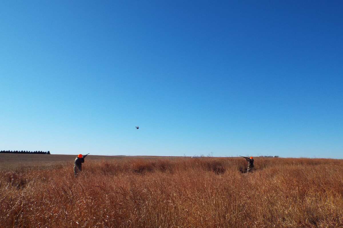 A stroll through a pheasant paradise in Southern Kansas
