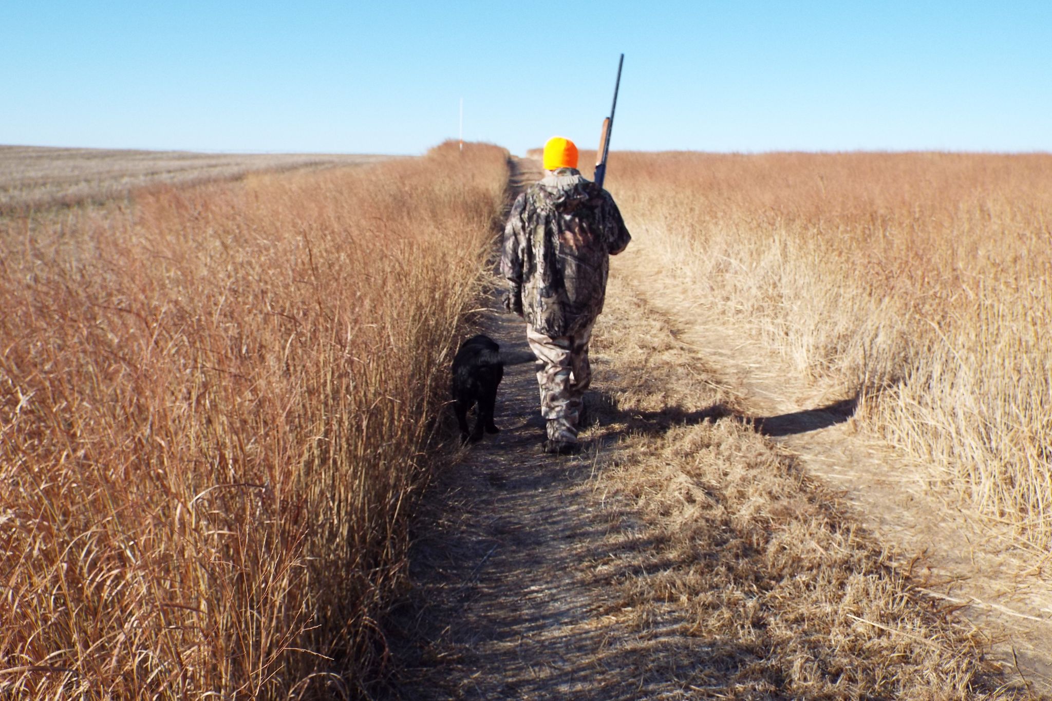 Pheasant paradise in Kansas