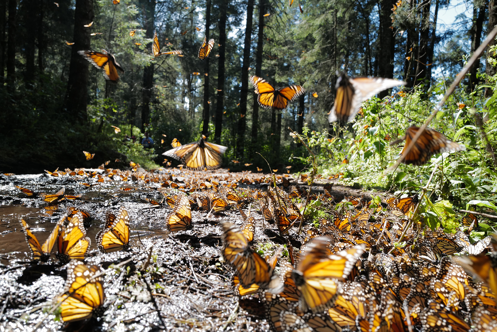 Climate change playing havoc with monarch butterfly migration - San Francisco Chronicle