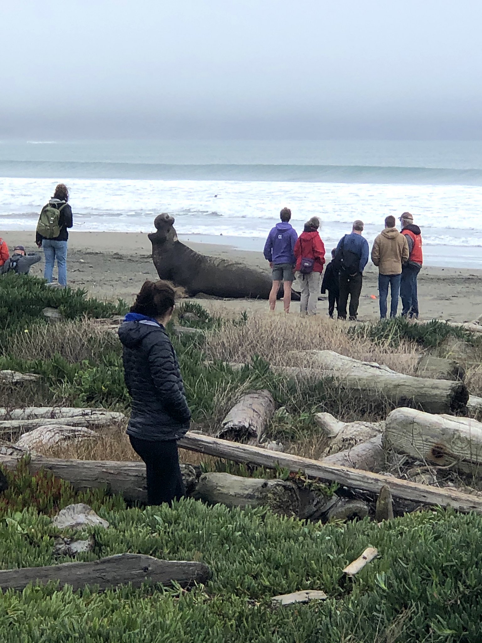 Point Reyes Protest Point Reyes incident sets off wildlife ethics challenge