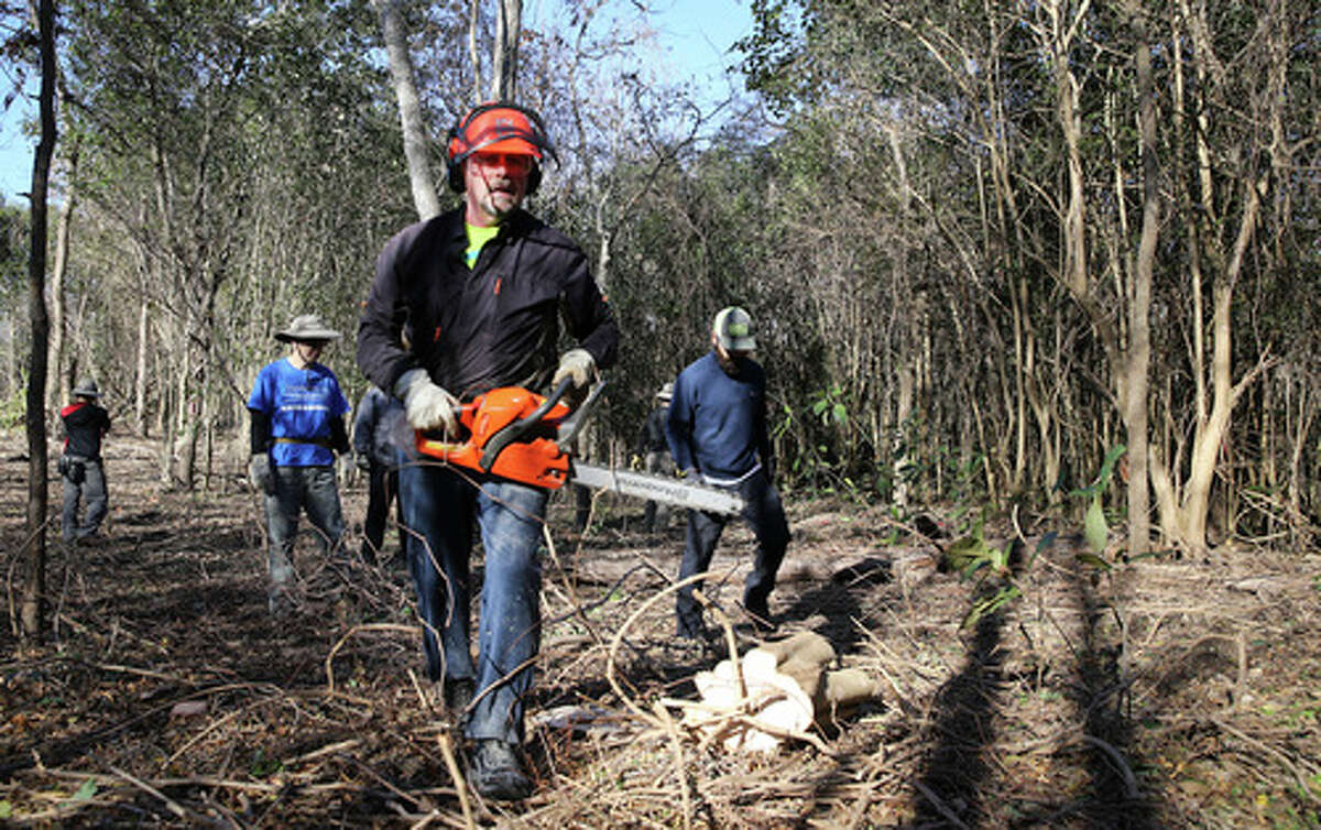 Volunteer Tom Willems (center) uses his chainsaw to cut away the base of a ligustrum tree as he joins others to work on clearing invasive plants, trees and debris at the historic Headwaters Sanctuary near the University of the Incarnate Word on Saturday, Jan. 4, 2020. A group of dedicated naturalists gathered in the morning and gradually cleared away non-native vegetation such as ligustrum that choke out native trees like live oak along with 53-acre sanctuary site located on the grounds of UIW. The sanctuary is the site of the Blue Hole or also known as Yanaguana Springs which is believed to be the origin spring for the San Antonio River. The sanctuary is overseen by the Sisters of Charity of the Incarnate Word.