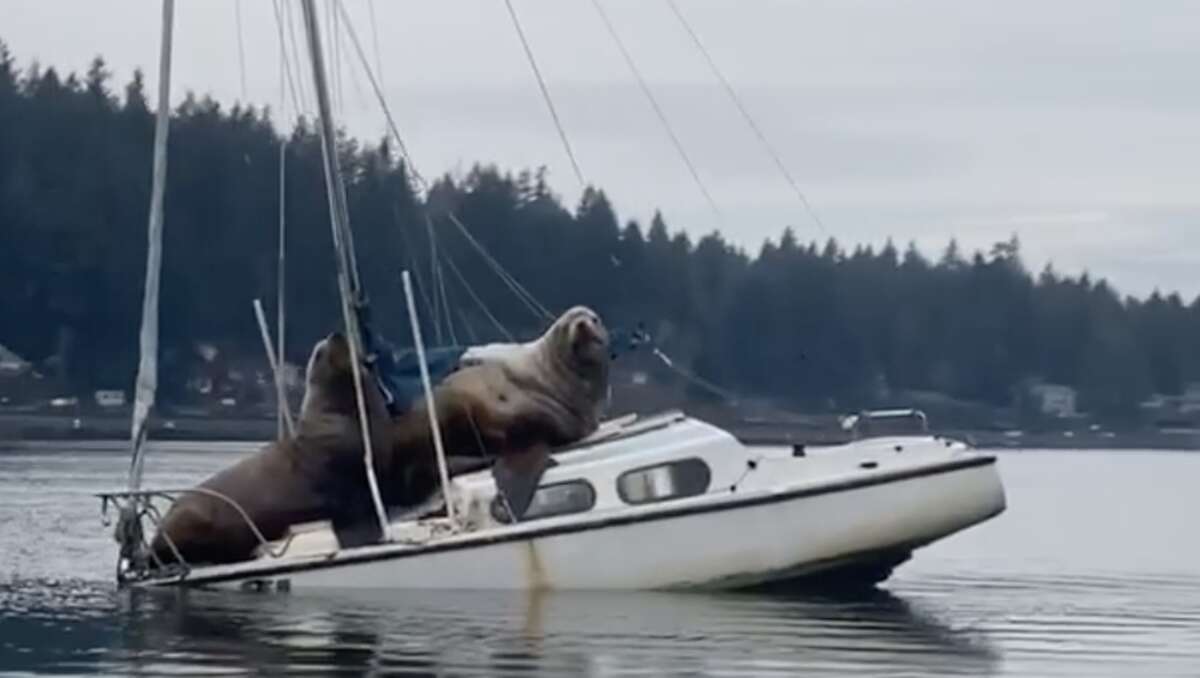 giants sea lions uniforms