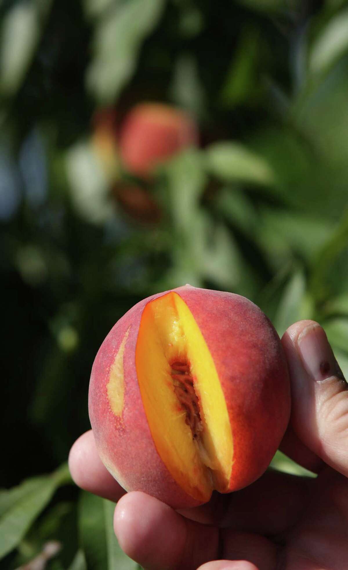 Backyard fruit trees in San Antonio What you need to know