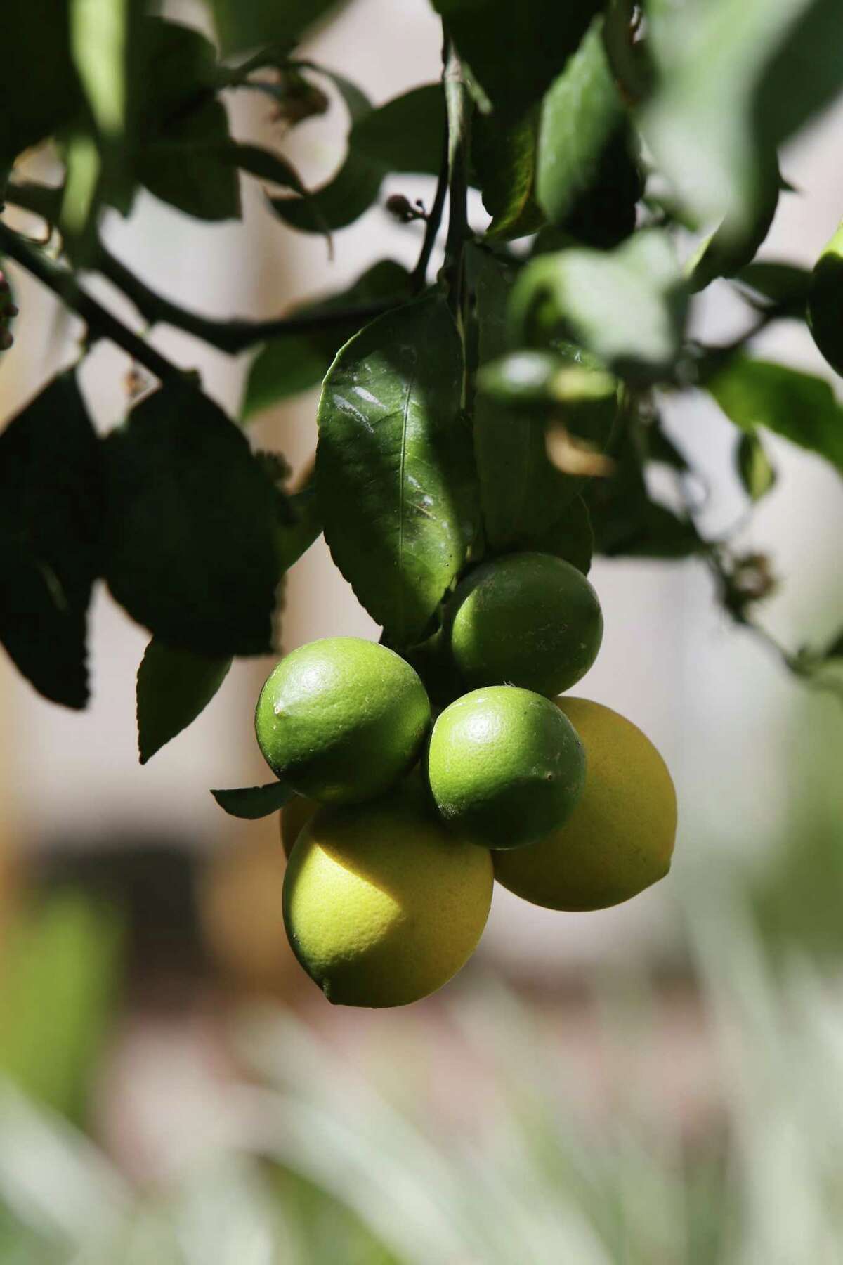 Backyard fruit trees in San Antonio What you need to know