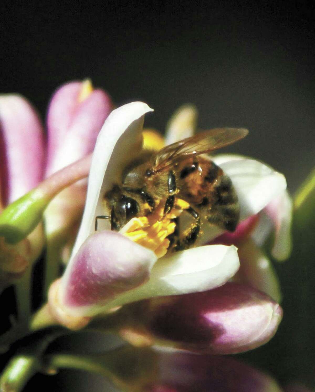 Backyard fruit trees in San Antonio What you need to know