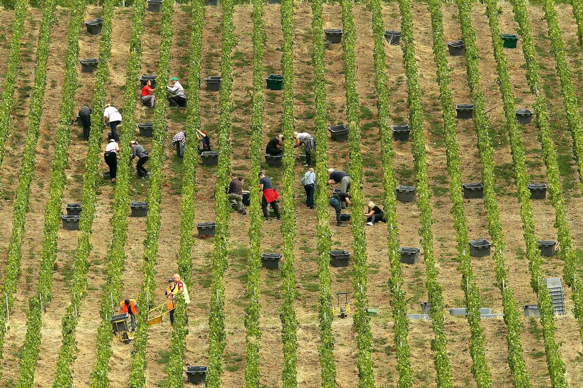 (FILES) In this file photo taken on September 11, 2019 shows people working during the harvest in the vineyards in Ay, in the northeastern French champagne region. - Climate change has affected French winegrower in 2019 with fires and heatwaves affecting the country. (Photo by FRANCOIS NASCIMBENI / AFP) (Photo by FRANCOIS NASCIMBENI/AFP via Getty Images)