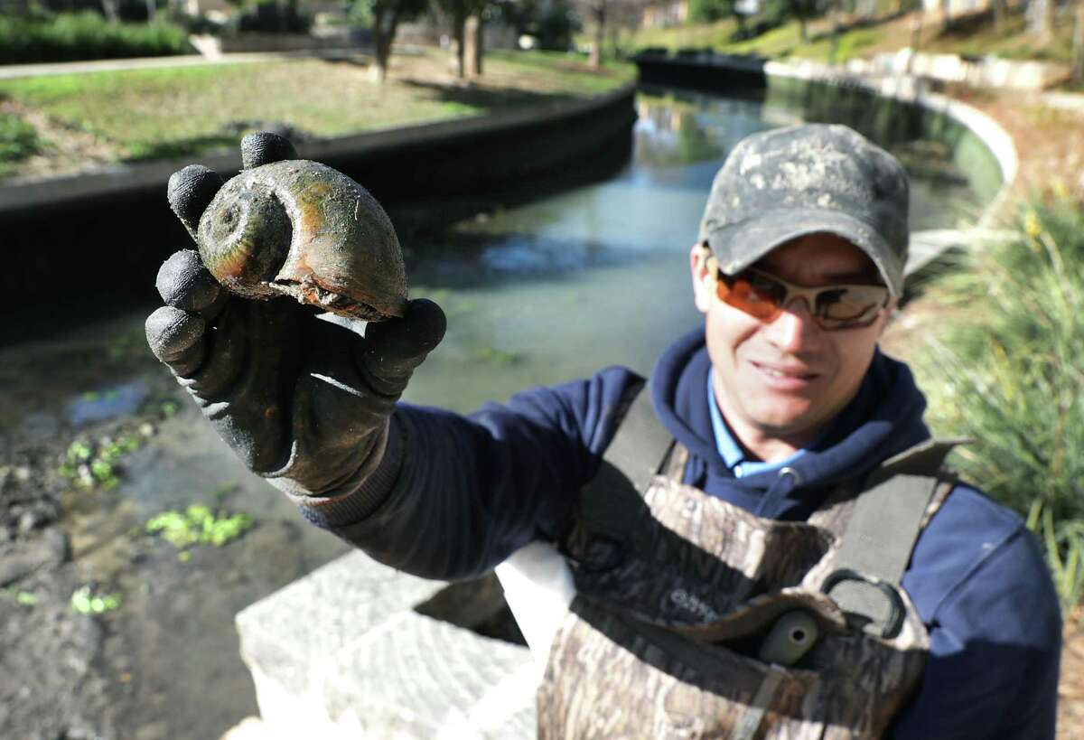 Matthew Driffill, a biologist with San Antonio River Authority, displays an Amazonian apple snail he pulled from the San Antonio River after a stretch of the river was drained Monday for a four-day cleaning. Fifty of the invasive snails were removed Monday.