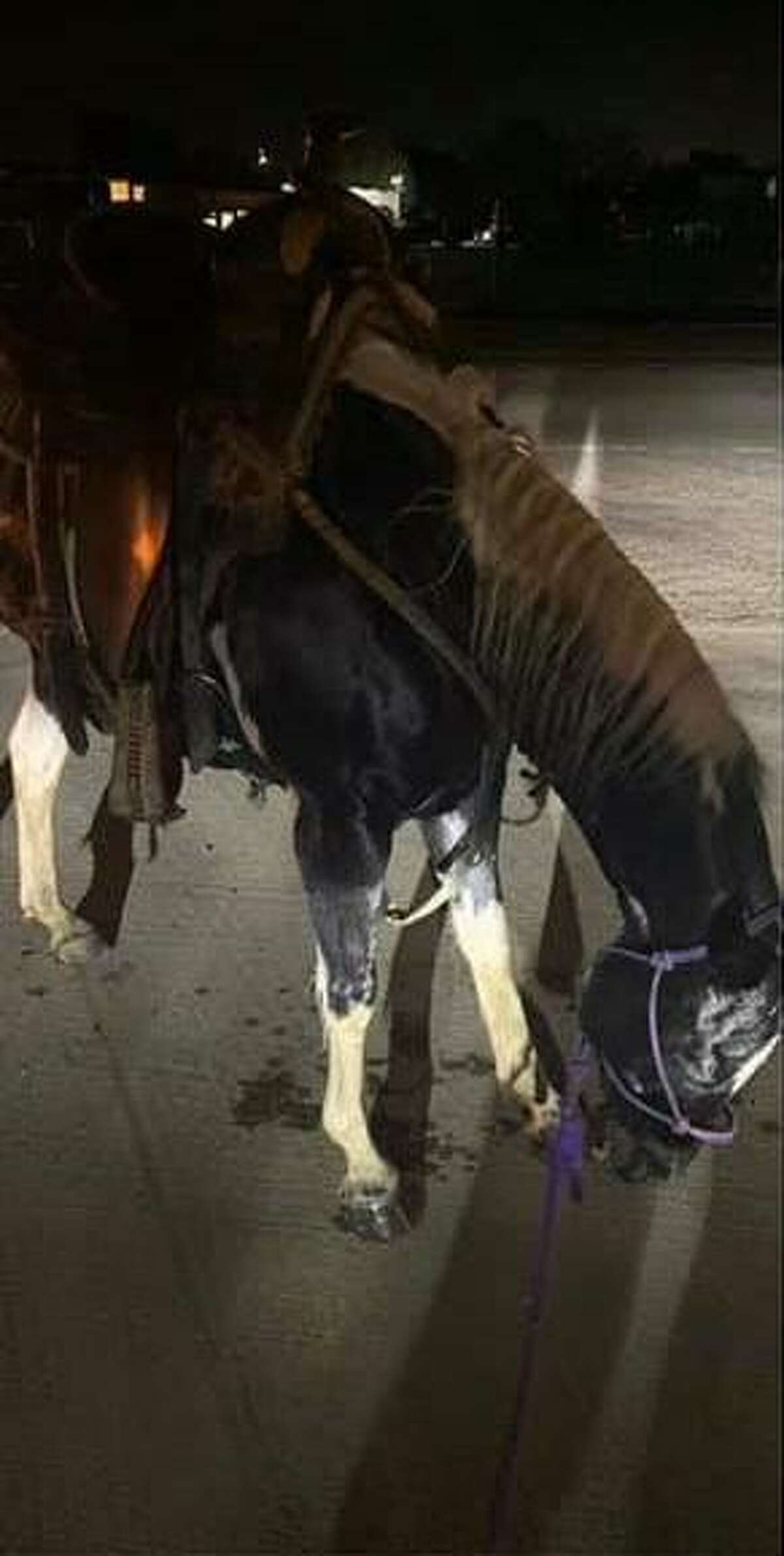 Suspect arrested in case involving stolen horse that was beaten to ...