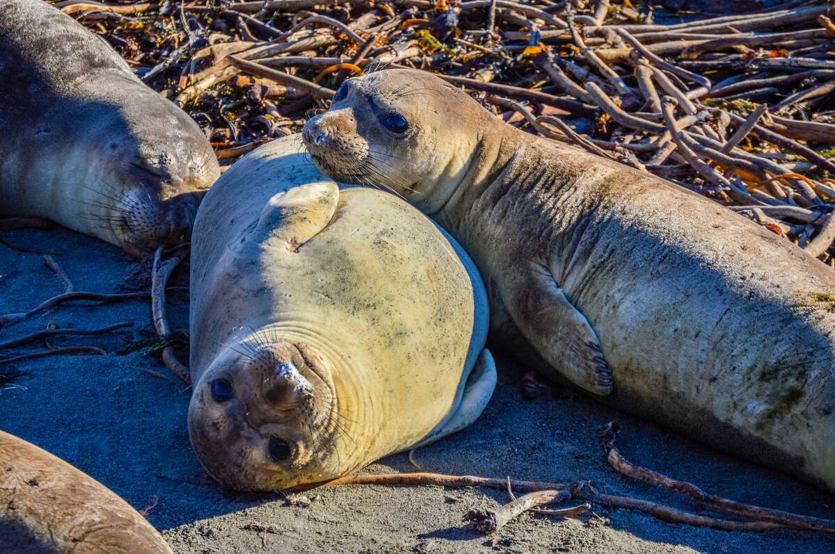 $20k Reward Offered For Info On Shooting, Mutilation Of Elephant Seal 