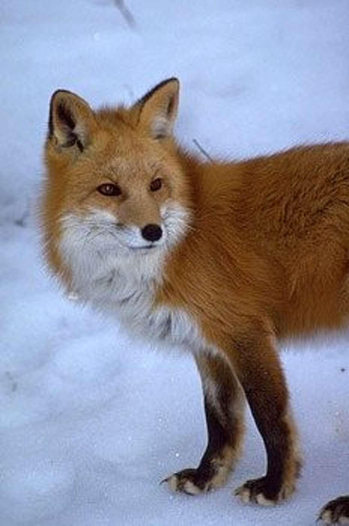 Der er en tendens Pekkadillo Undertrykke Sierra Nevada red fox may get endangered species protections