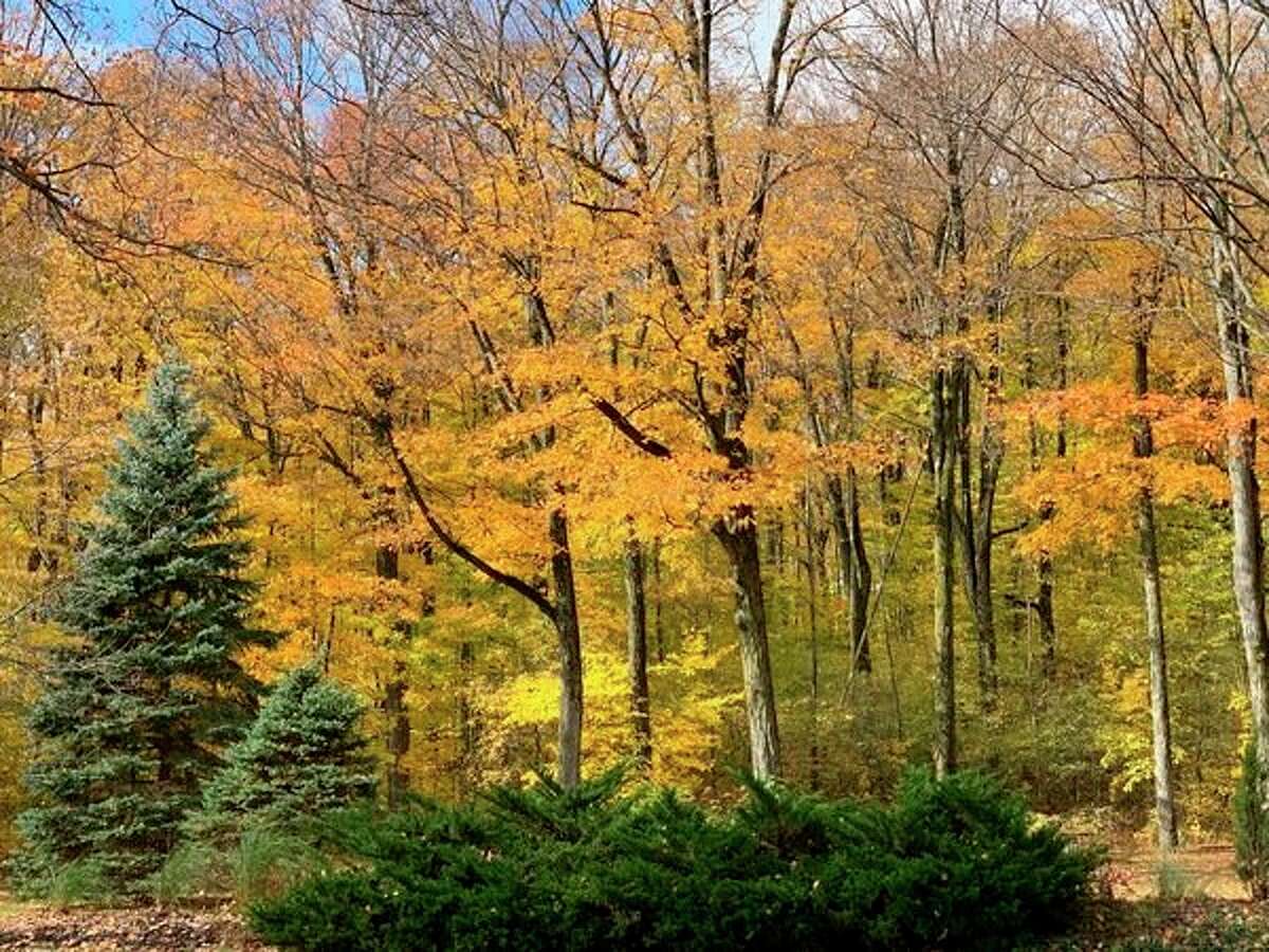 Around 128 trees are being removed from a 10 acre area in Rambadt Park to make room for a disc golf course. City officials expect the course to be completed by summer. (Herald Review Photo/Cathie Crew)