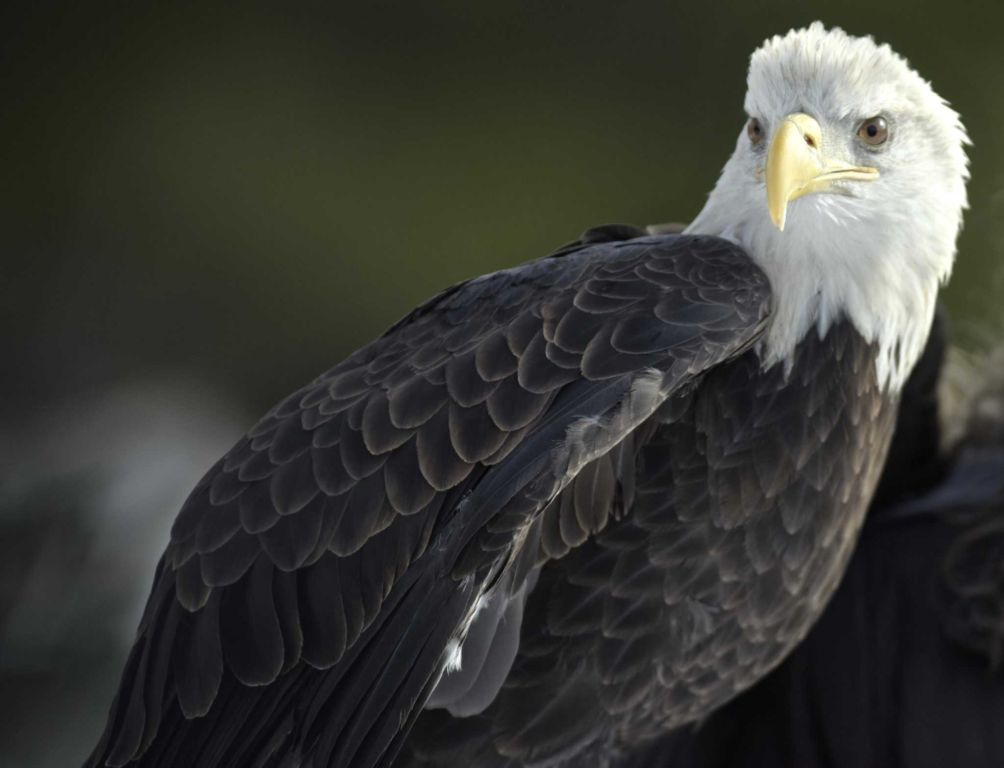 Bald eagle population soaring across Connecticut