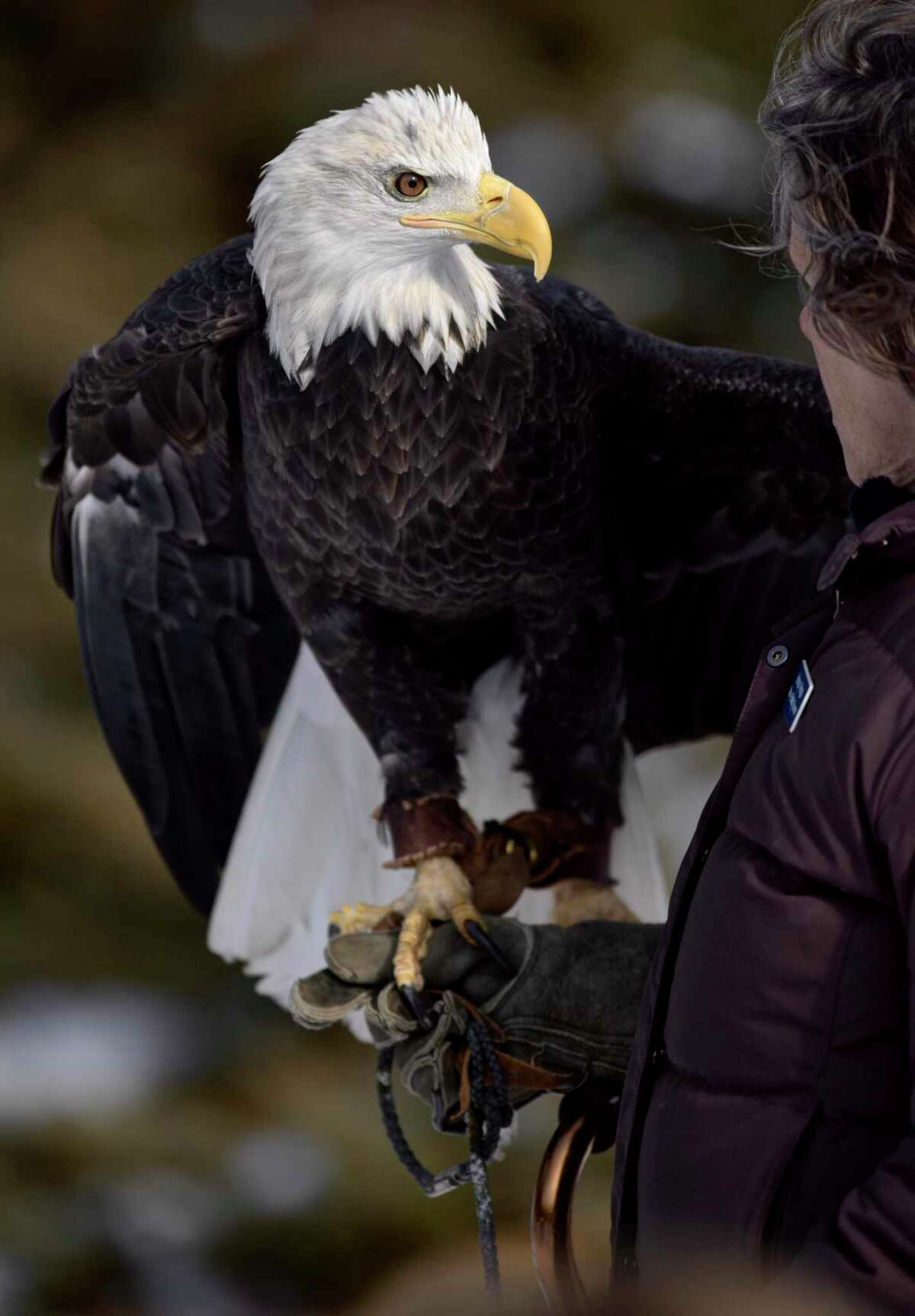 Bald eagle population soaring across Connecticut