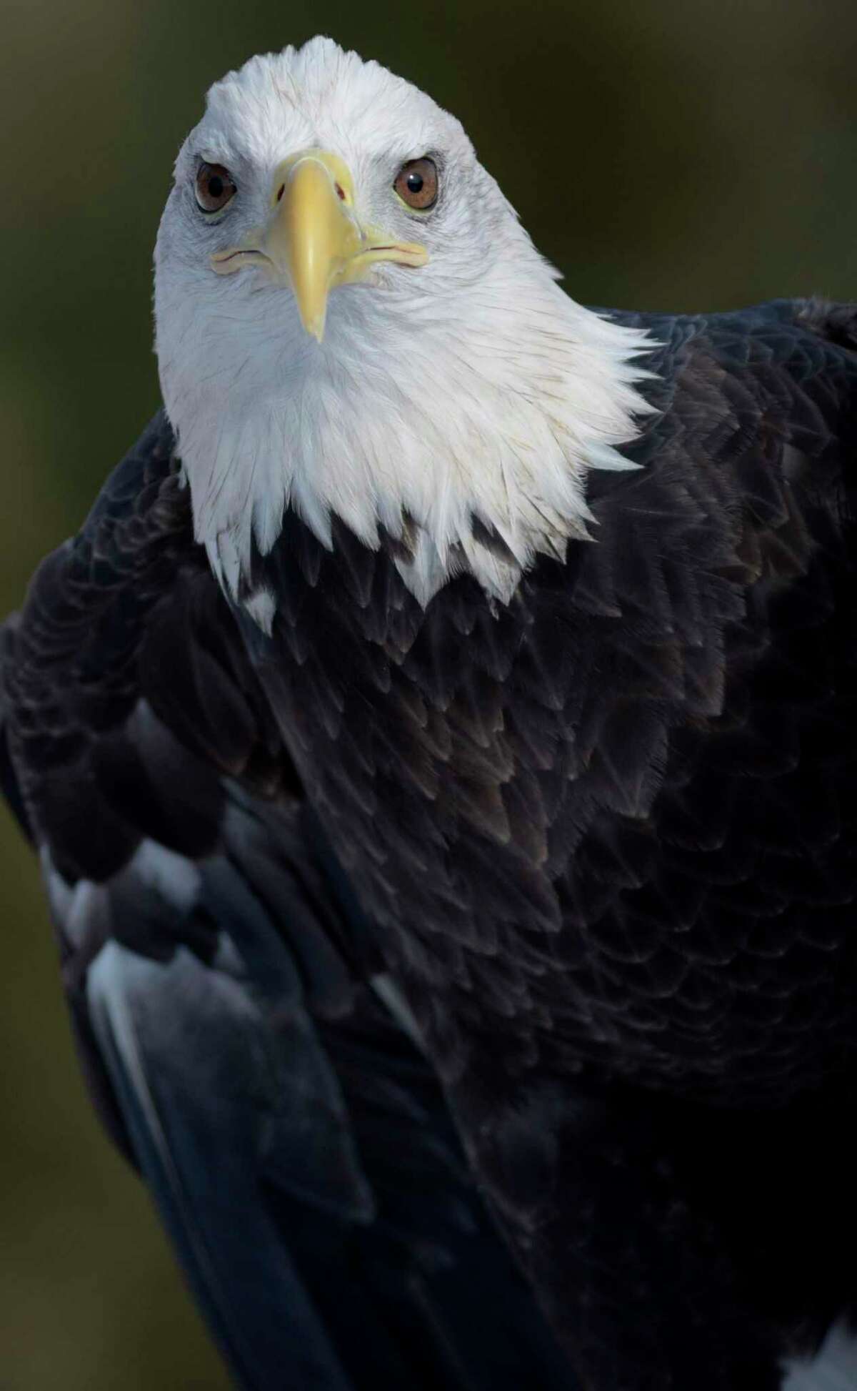 Bald eagle population soaring across Connecticut