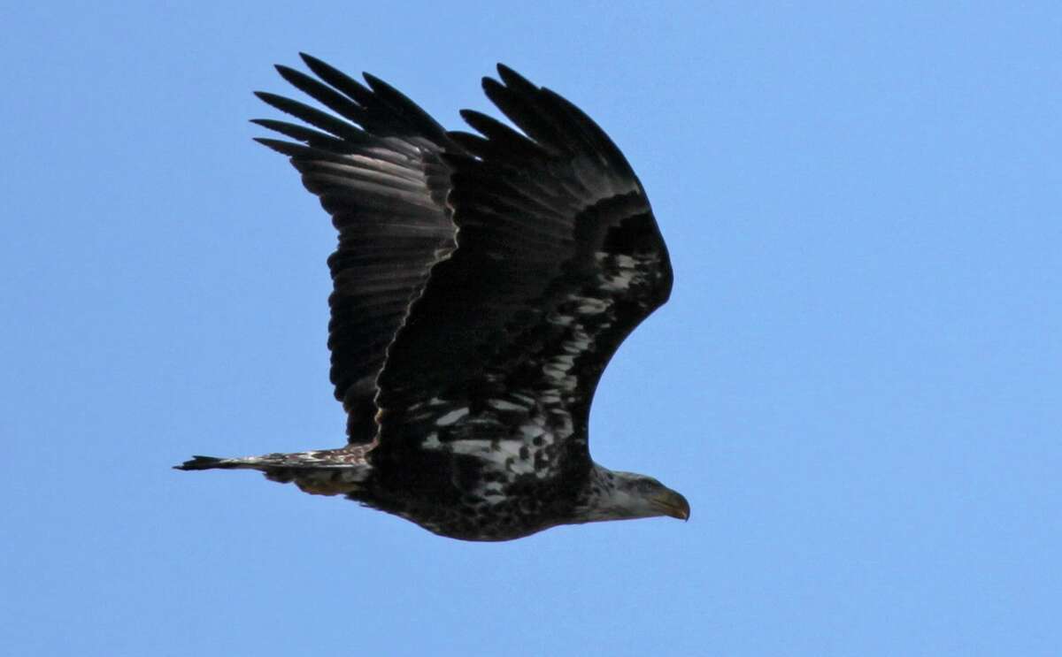 Bald eagle population soaring across Connecticut