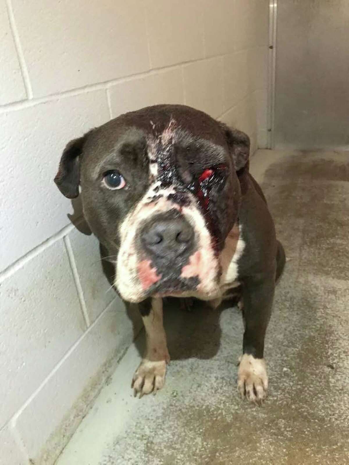 Clarence is an 11-year-old pitbull that was found abandoned in a small kennel with gunshot wounds to the face at a Richmond area park last month.