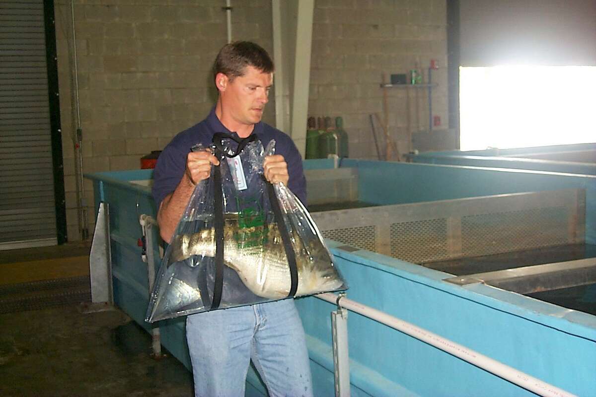 TFFC hatchery manager Tony Owens has spent of most of his TPWD career acting as a caretaker to Toyota ShareLunkers.