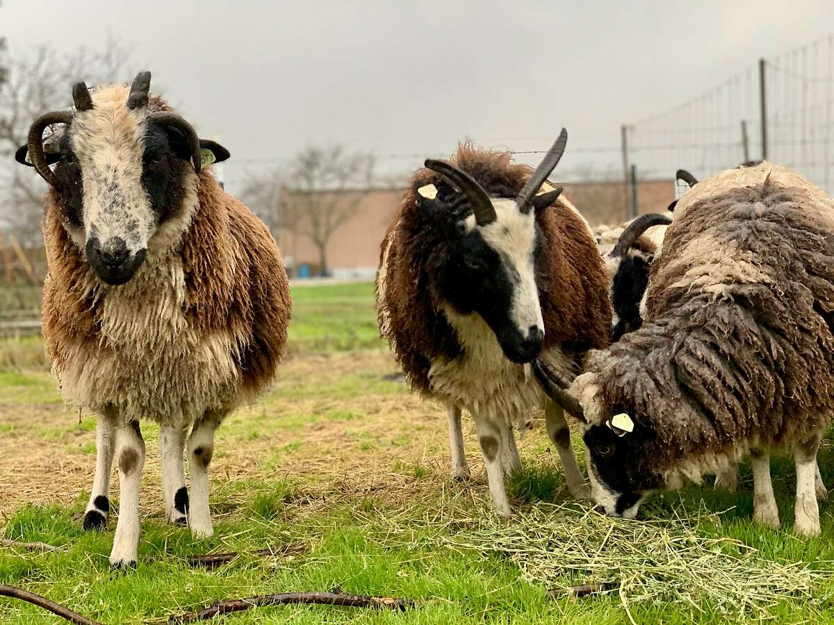 Heritage sheep at StoneRoot Field & Sea's Green Valley farm.