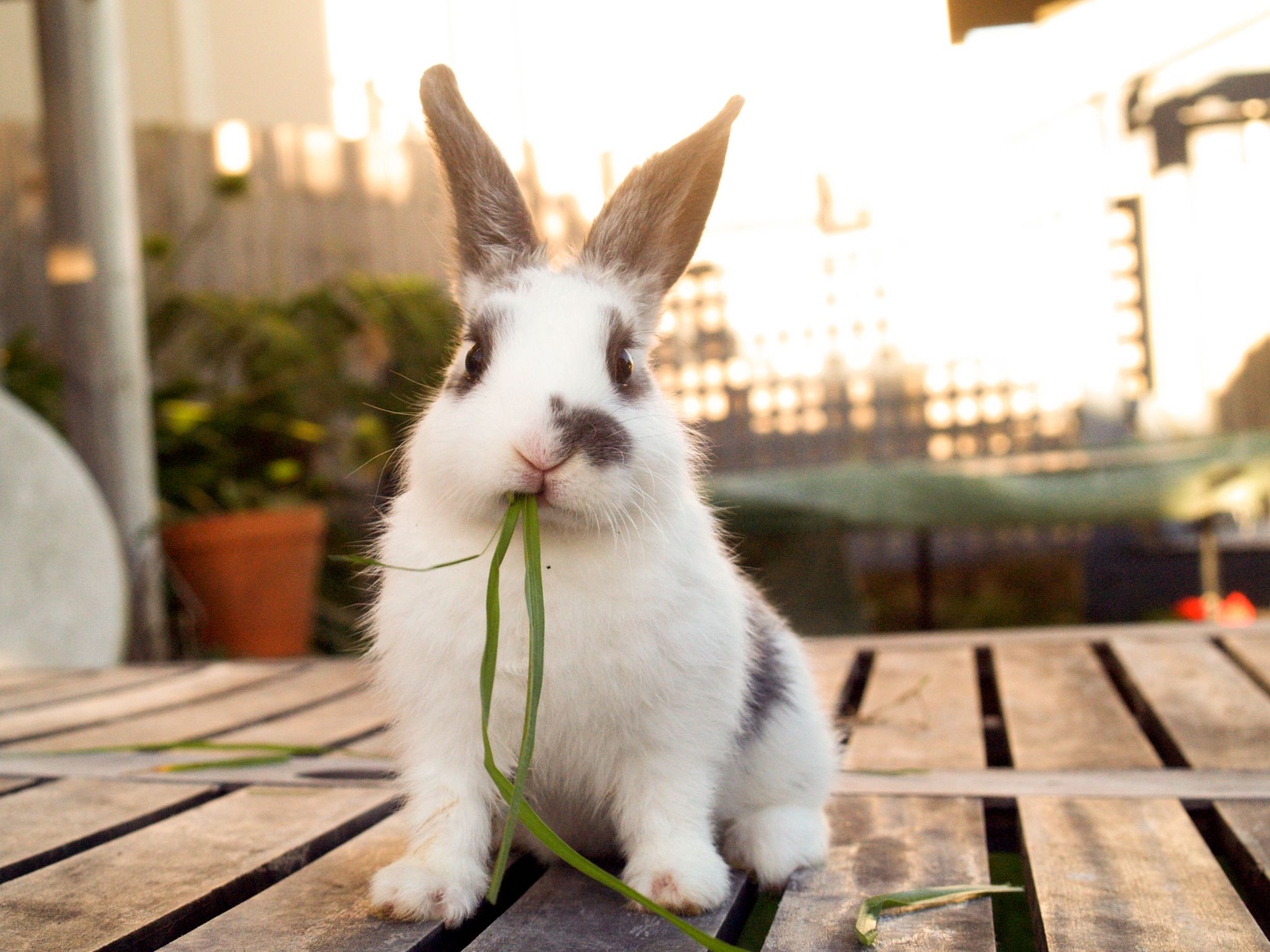 Cute and cuddly bunnies up for adoption at Northeast Side pet shop