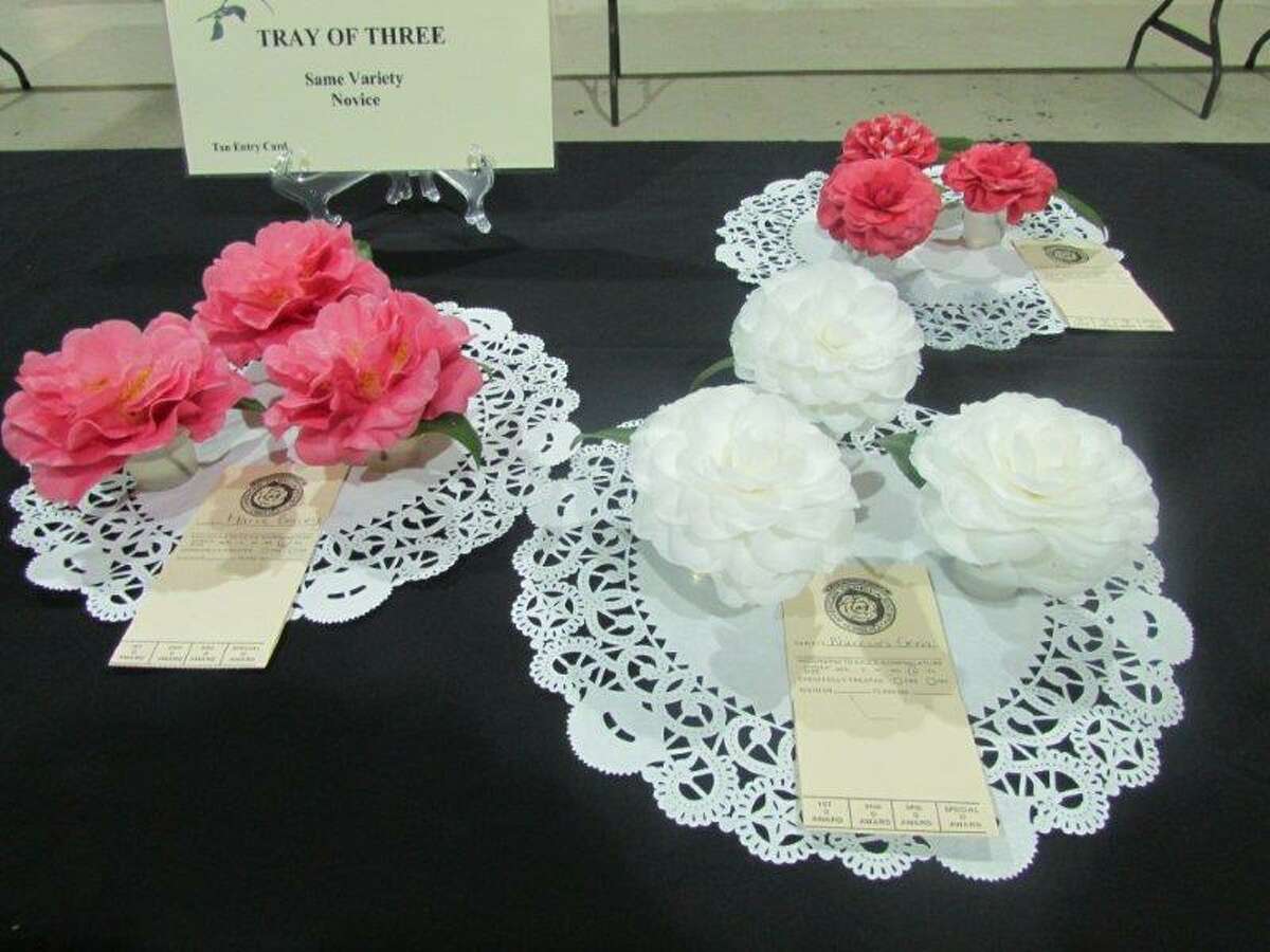 Coushatta Camellia Society show offers Conroe color in the bleak of winter