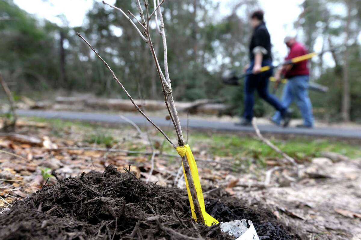 Michael Potter Care before planting bareroot fruit trees