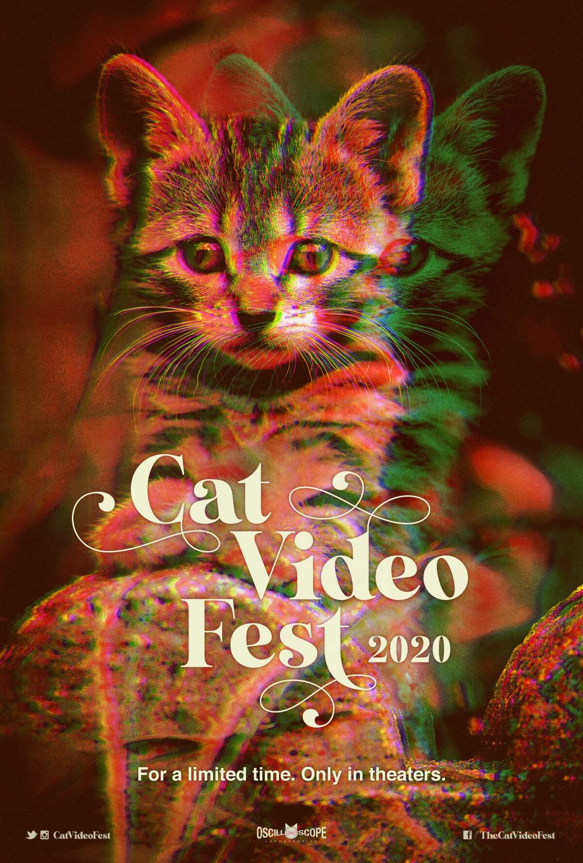 CatVideoFest2020 is coming to Stamford's Avon Theatre on Friday. Find out more.