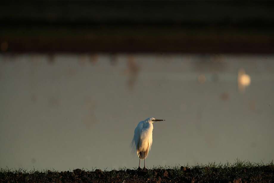 A snowy egret stands on the edge of a flooded field on State Island in the Sacramento-San Joaquin Delta near Walnut Grove, Calif., on Monday, January 6, 2020. A fight over the management of the island is shining a light on a growing conundrum for California water managers, farmers and environmentalists over the best way to restore natural habitat on cropland created more than a century ago by draining marshes. The suit, filed in 2018 by a group called the Wetlands Preservation Foundation, accuses the California Department of Water Resources and the Nature Conservancy of failing to adequately protect wildlife or employ sustainable agricultural practices on the island. The suit accuses the Nature Conservancy of growing corn on the island, which worsens subsidence. In some places the island is 15 feet below sea level, according to the suit. Photo: Carlos Avila Gonzalez / The Chronicle