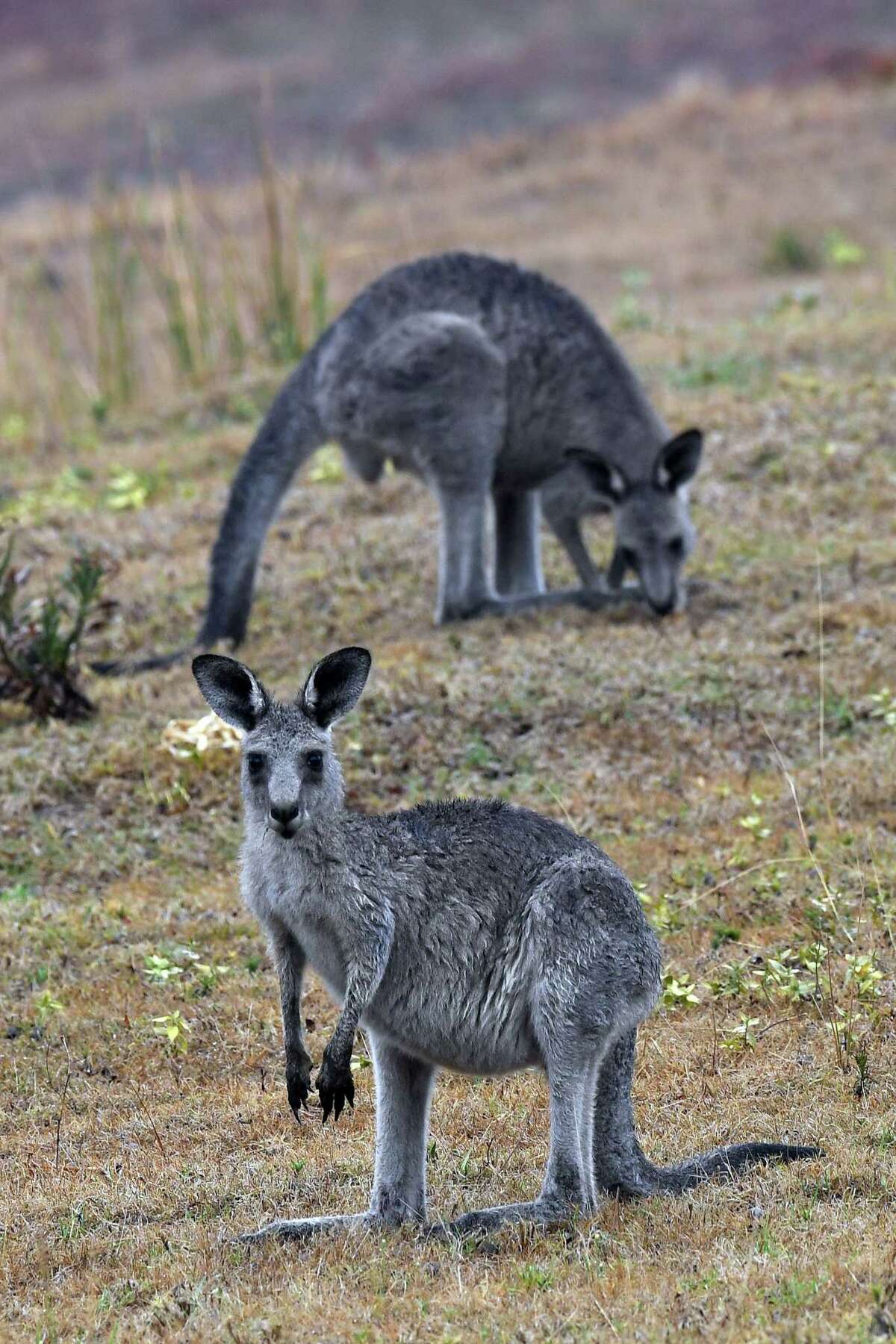 Kangaroos move close to a residential area from bushland in Australia’s New South Wales this month as massive bushfires continue to burn. As wildlife suffers because of climate change and human activity, one reader calls for action.