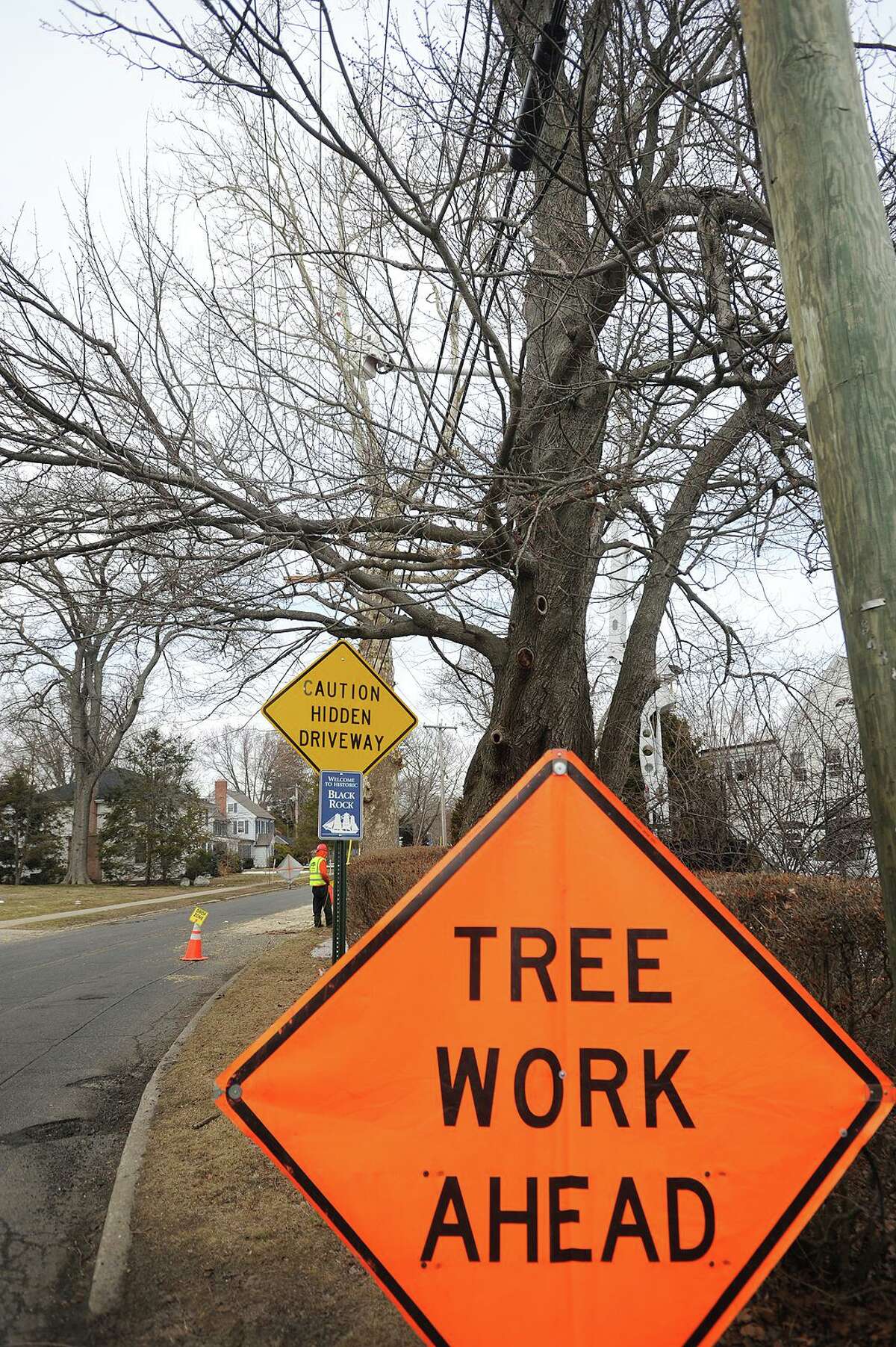A crew from Lewis Tree Service cut down a large sycamore tree during United Illuminating tree trimming and removal on Grovers Avenue in the Bridgeport, Conn. in 2015.