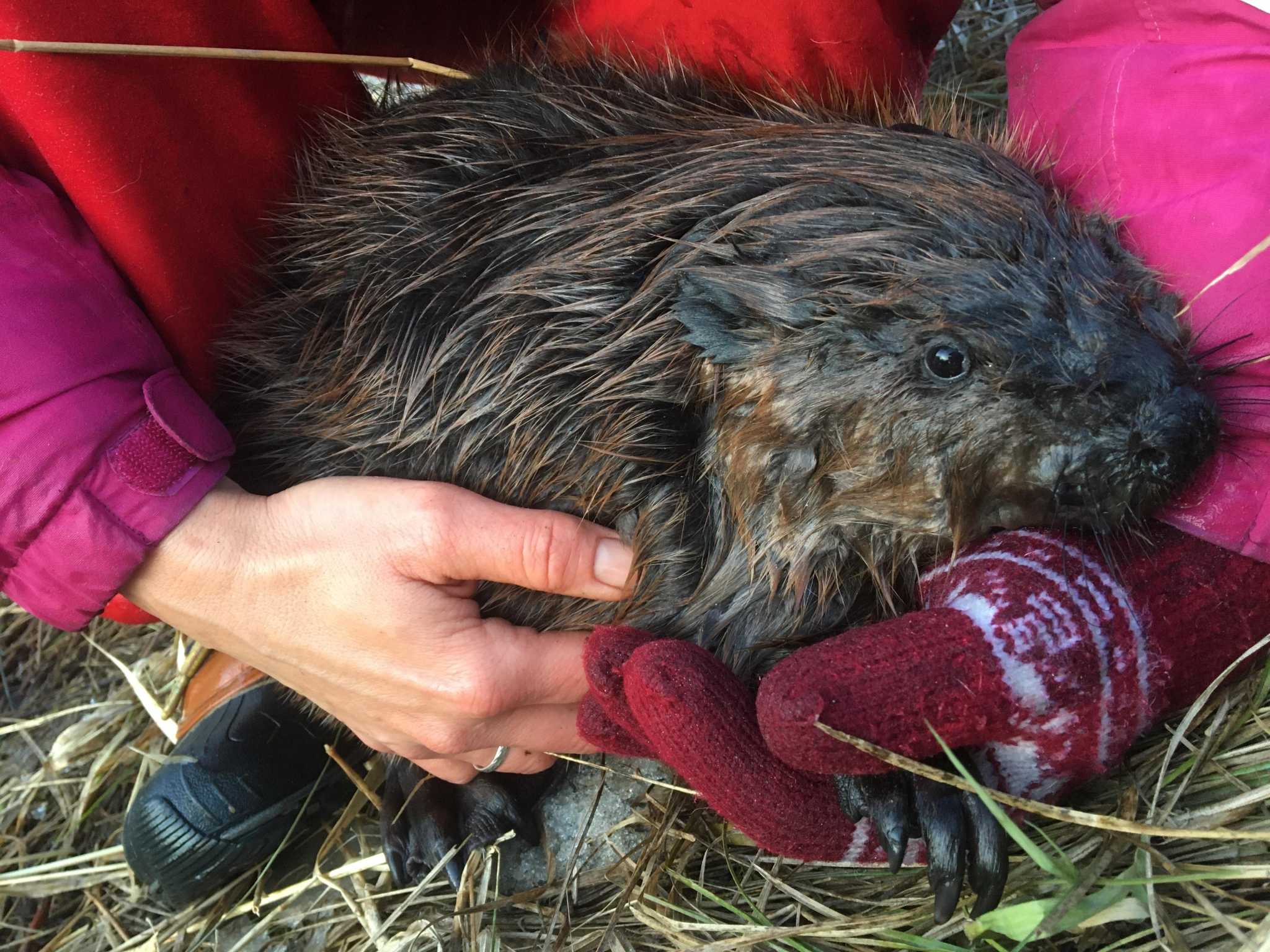 Beaver trapping season underway; some CT residents don't like it