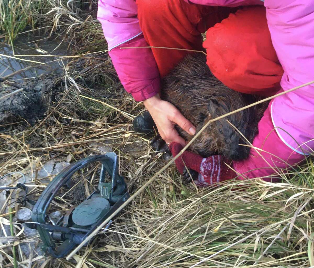 Beaver Trapping Season Underway Some Ct Residents Don T Like It