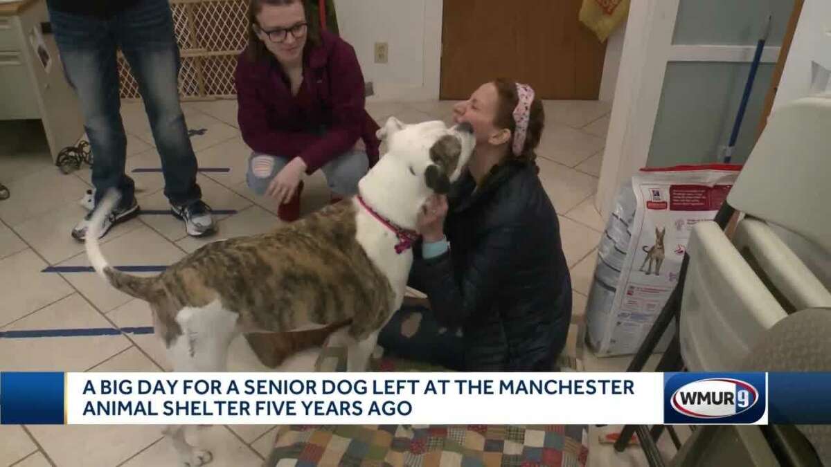 Dog still looking for forever home after 4 years at shelter