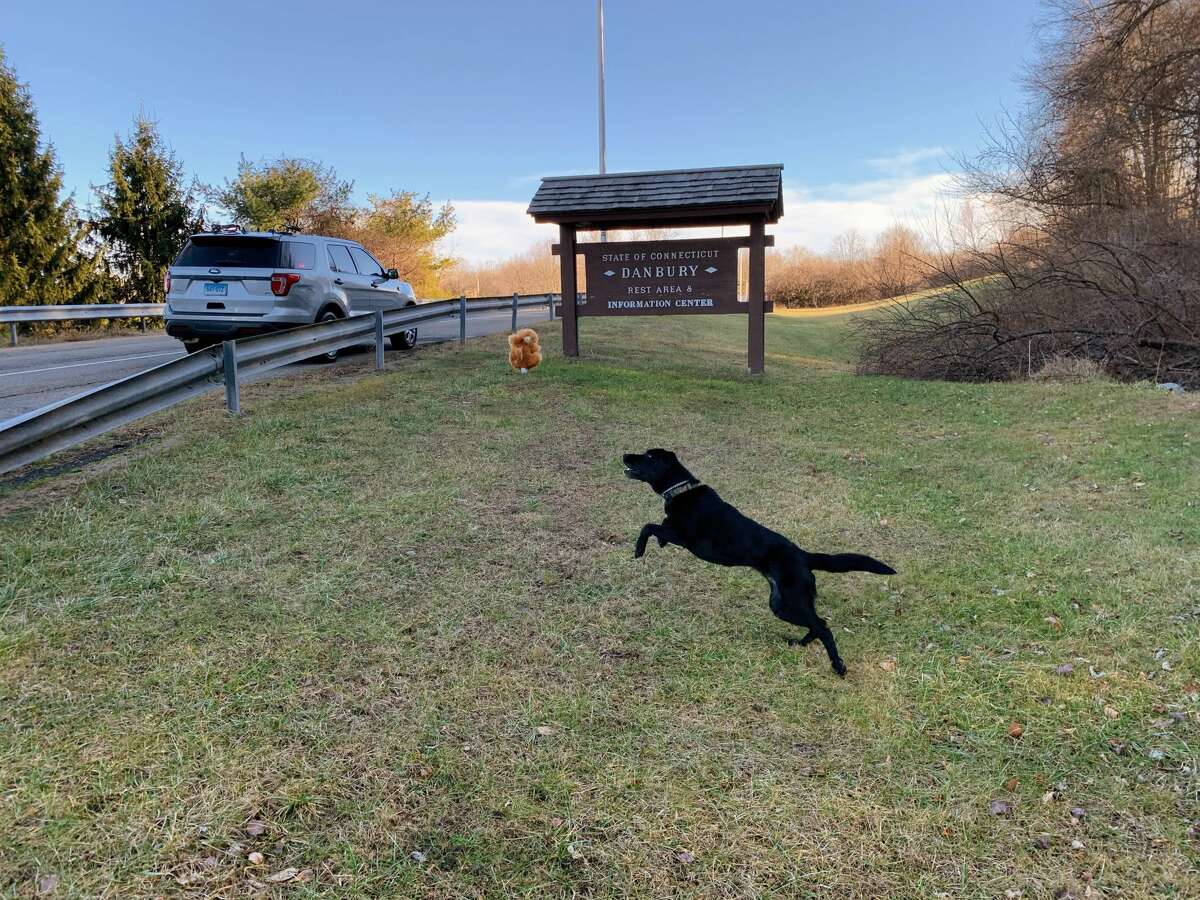 K9 Favor, a narcotics detection dog from Connecticut State Police’s Troop A barracks, enjoys some outdoor play time at Danbury’s rest area off eastbound I-84 over the weekend.