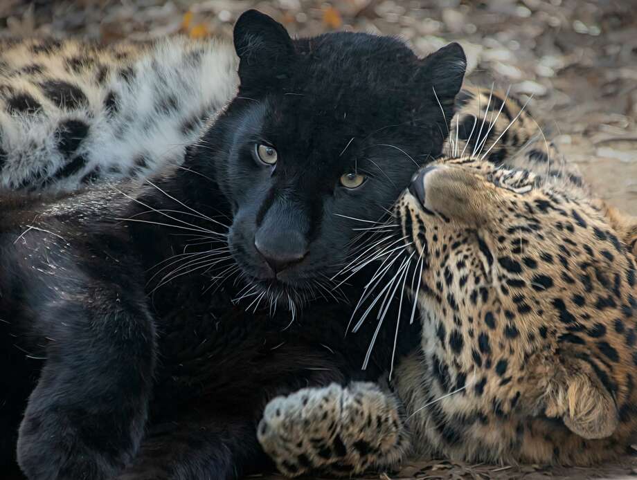 First birthday party at Connecticut’s Beardsley Zoo for Amur leopards ...